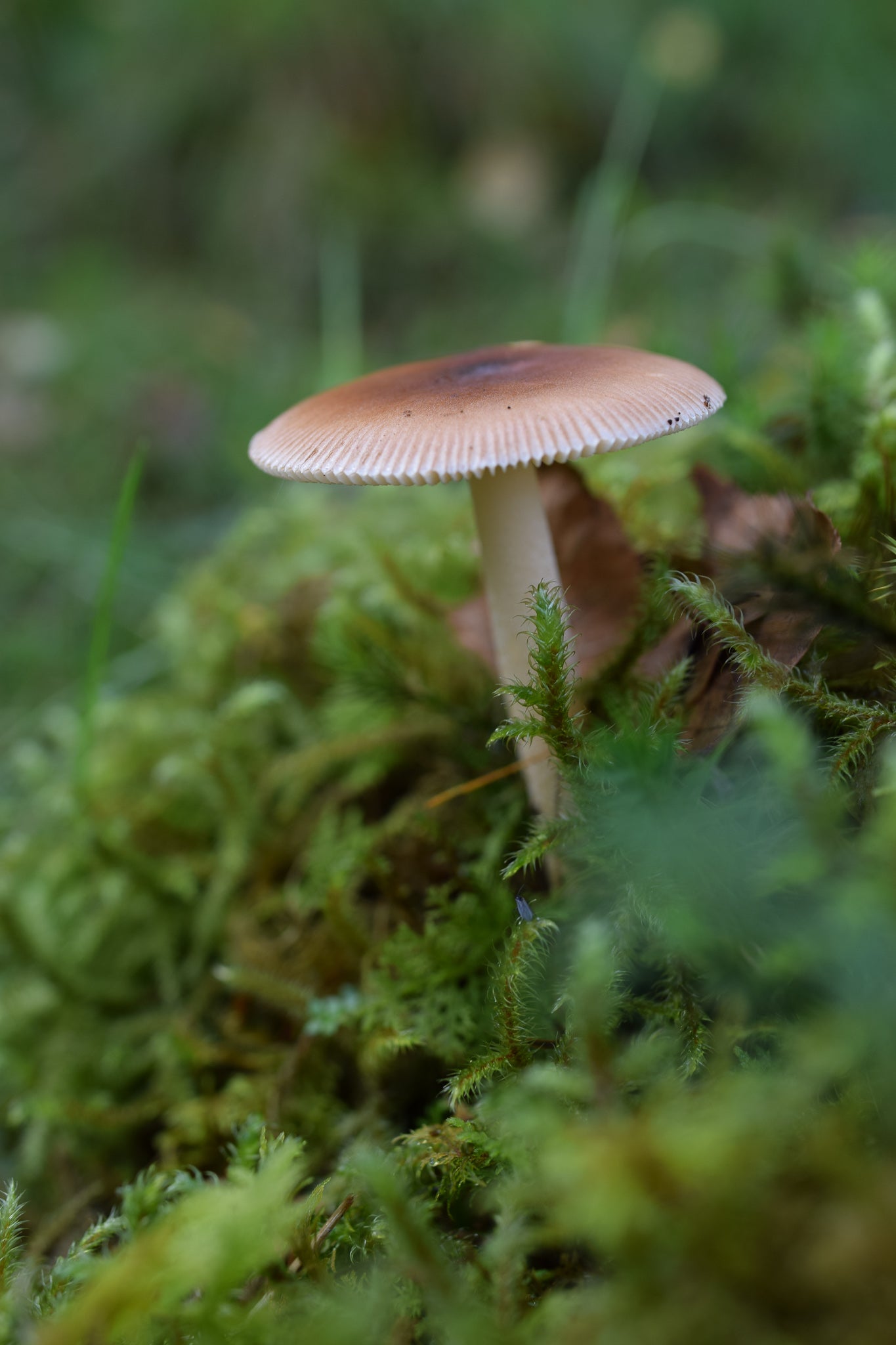 tawny grisette fungi in the moss