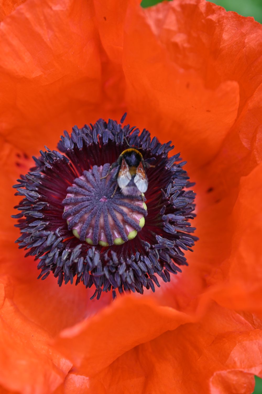 a bee enjoying a red poppy