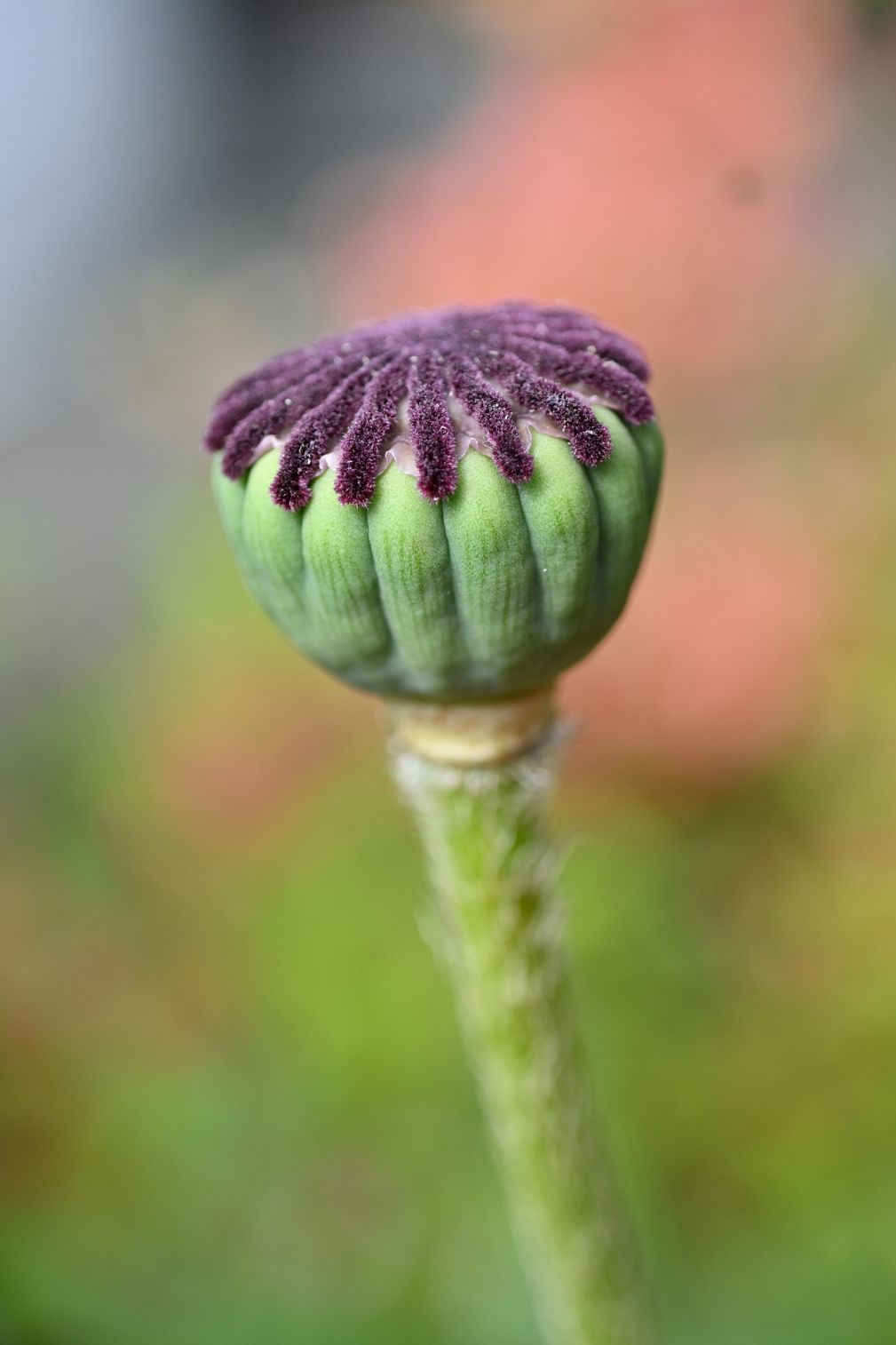 fresh red poppy seed head 