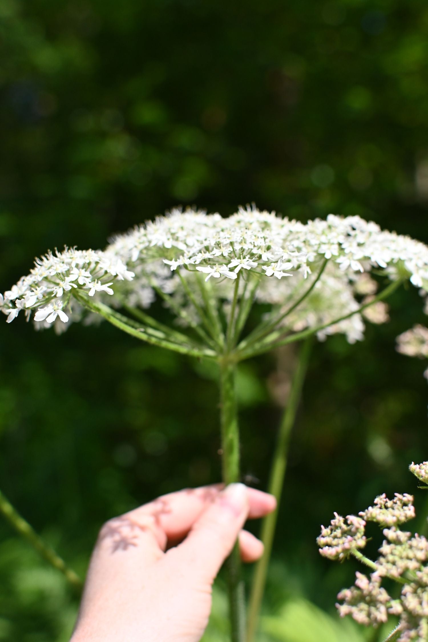 a hand holding a lesser hogweed flower in the sushine