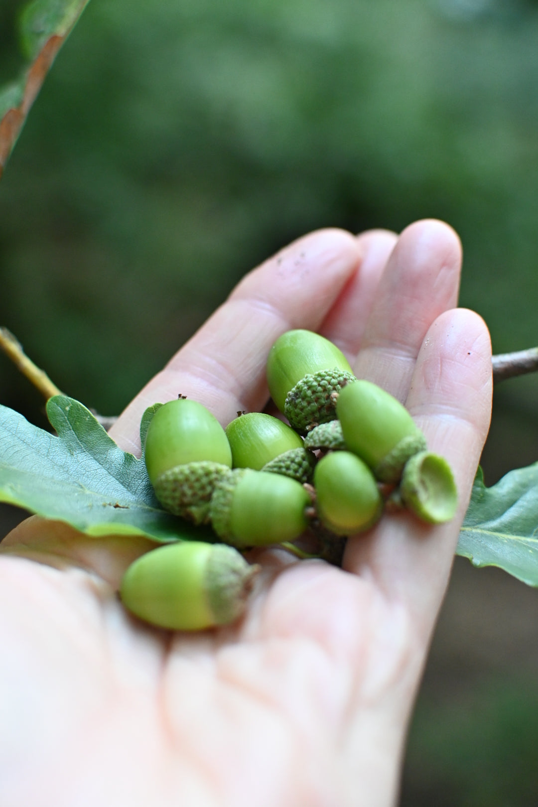 a handful of acorns