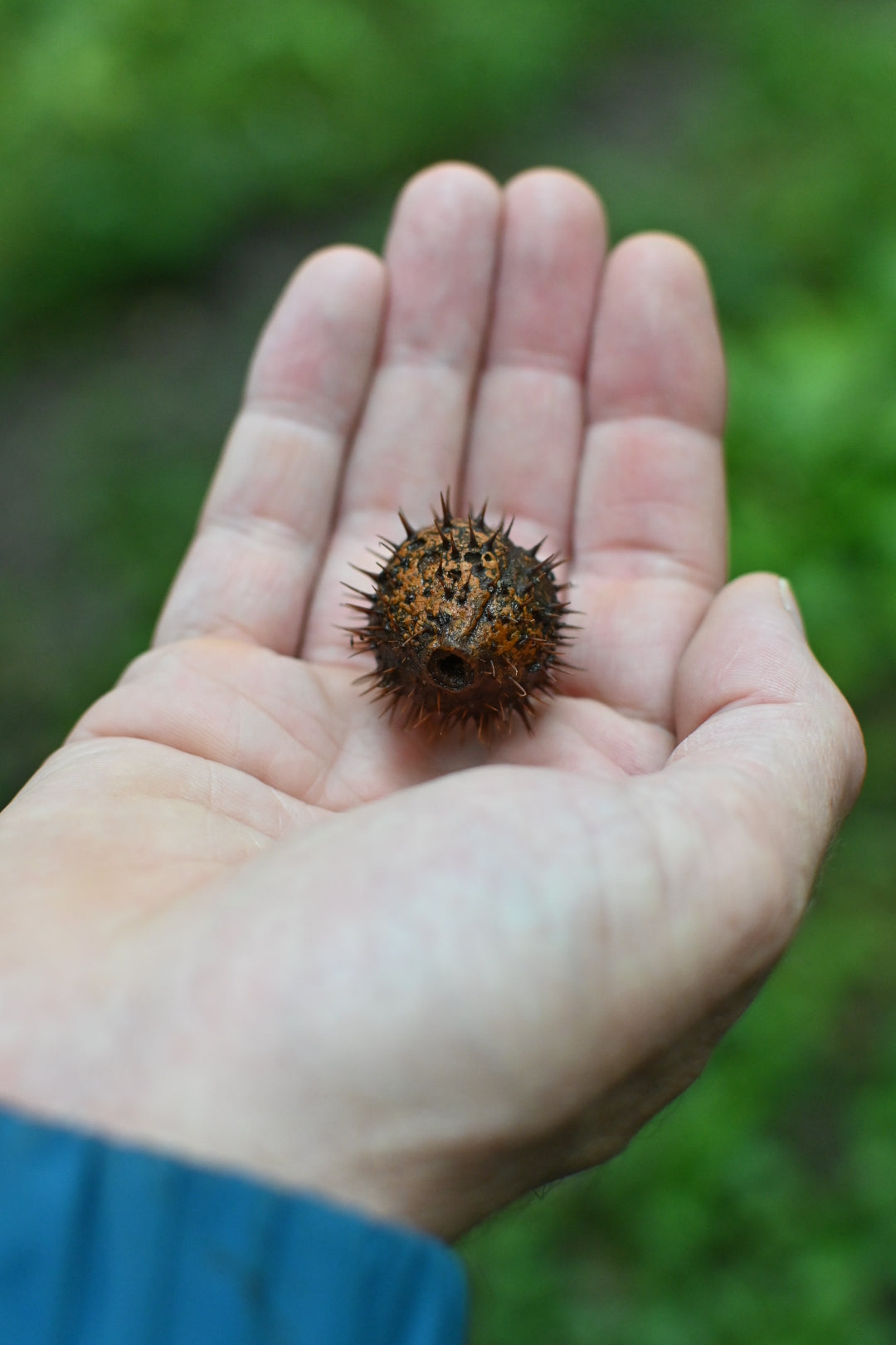 spiky conker in a hand