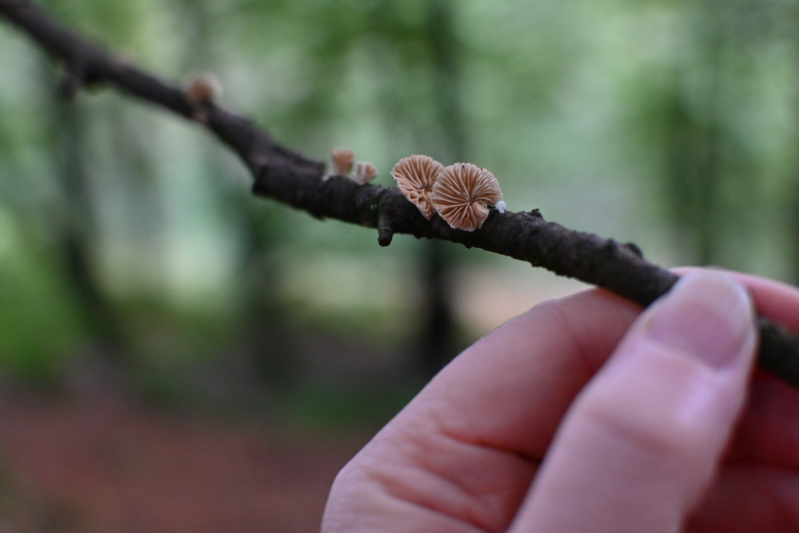 tiny oysterlings