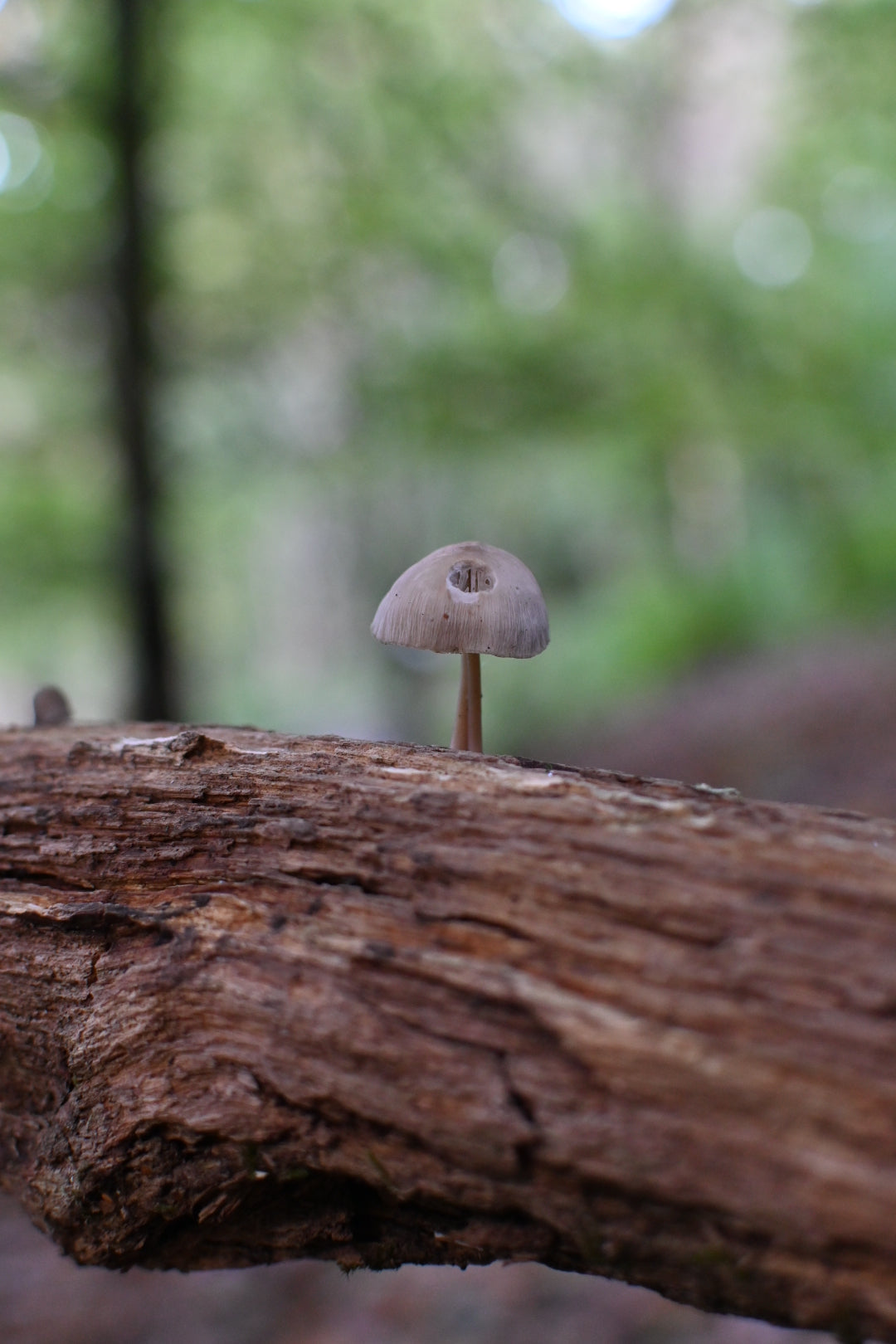 mushroom on a log