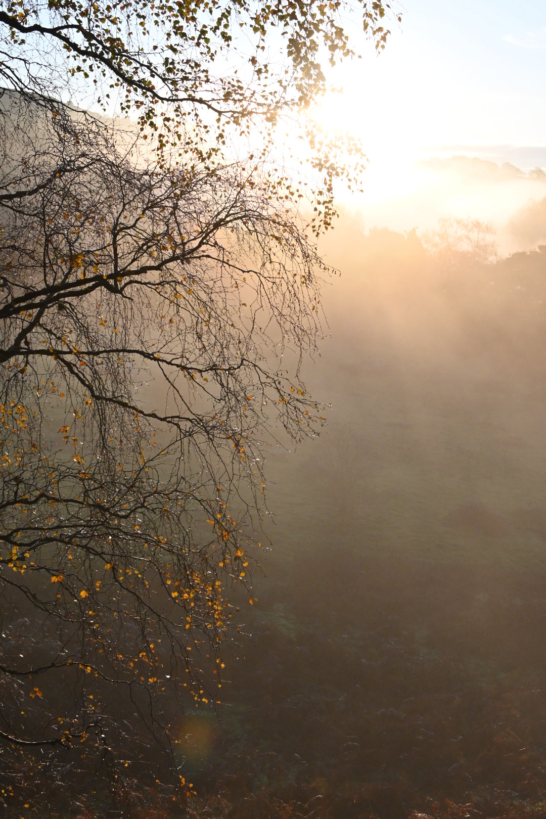 morning mist and sunlight through the beech trees