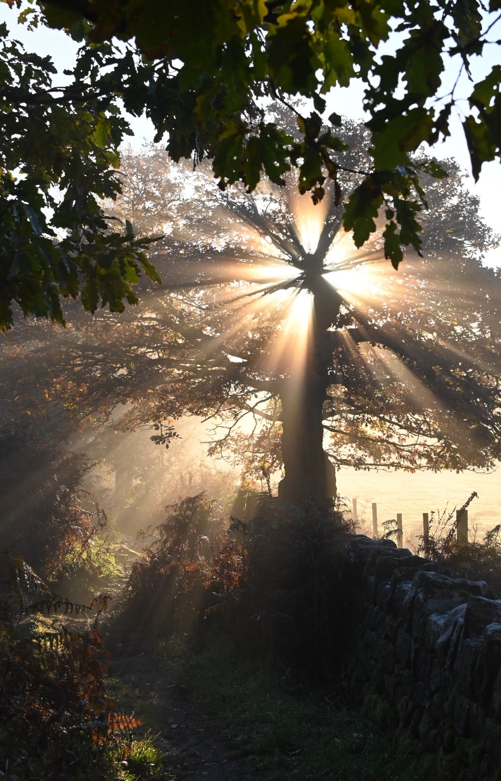 sunbeaming through an oak tree