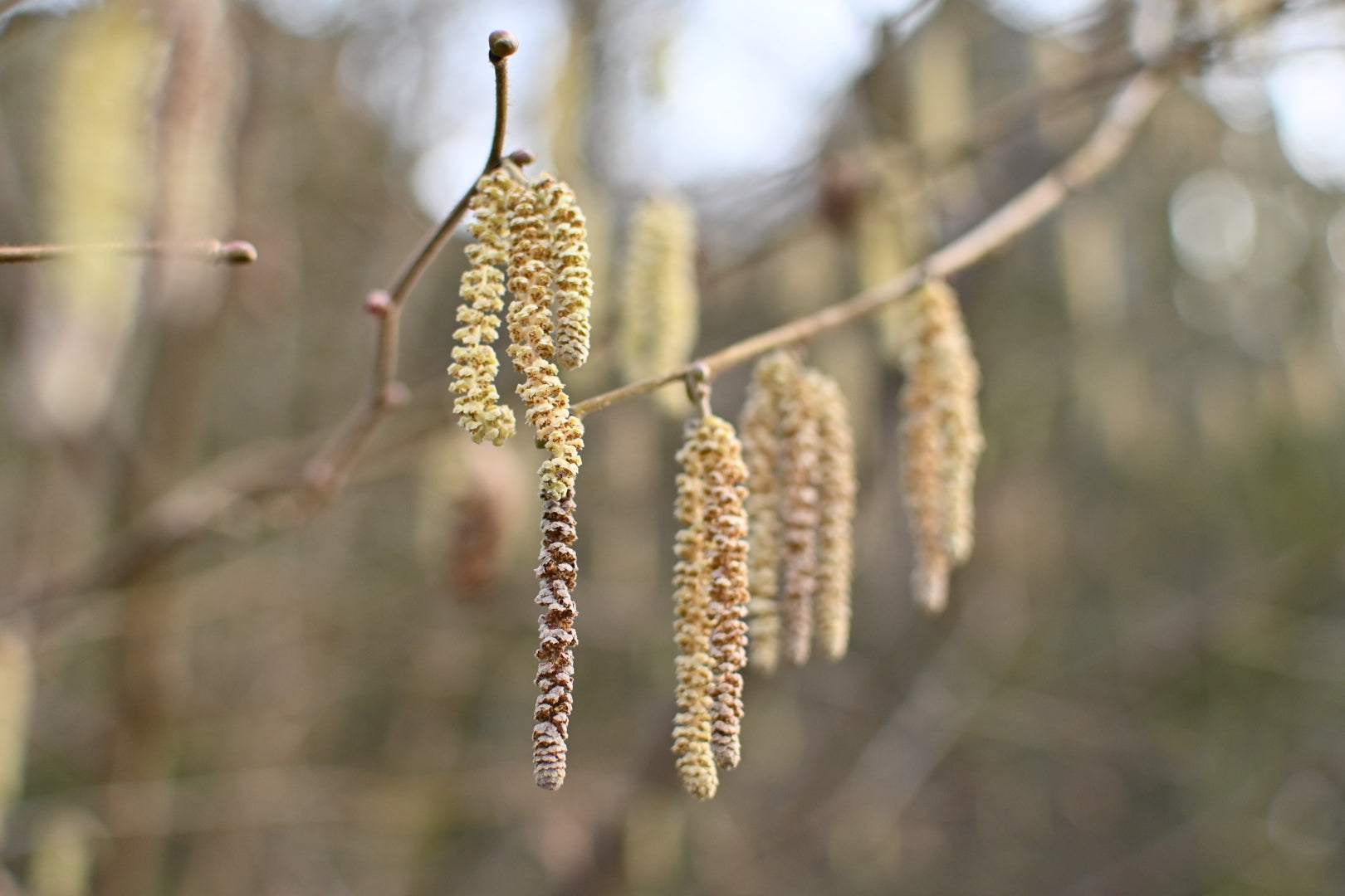 hazel catkins