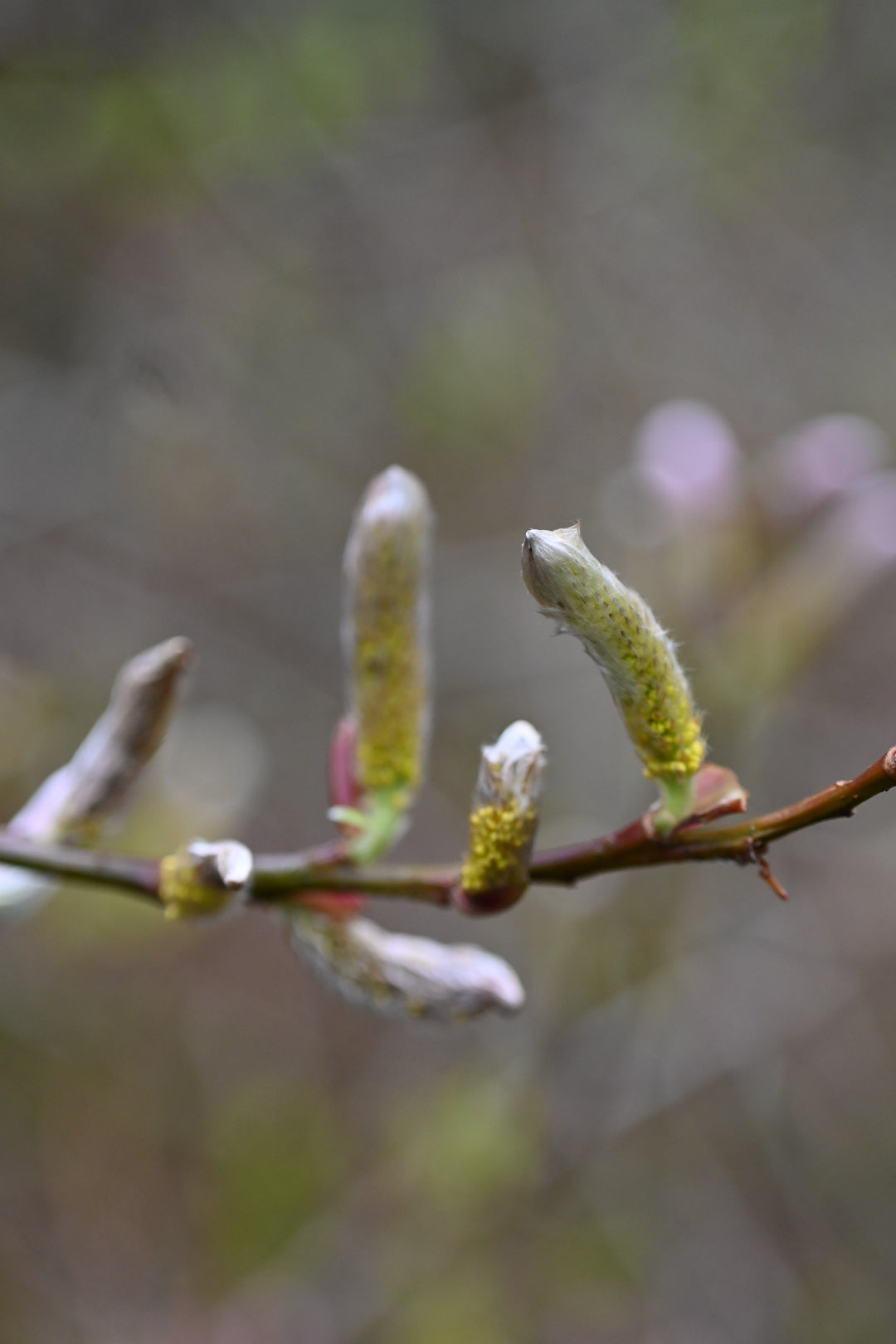 goat willow catkins