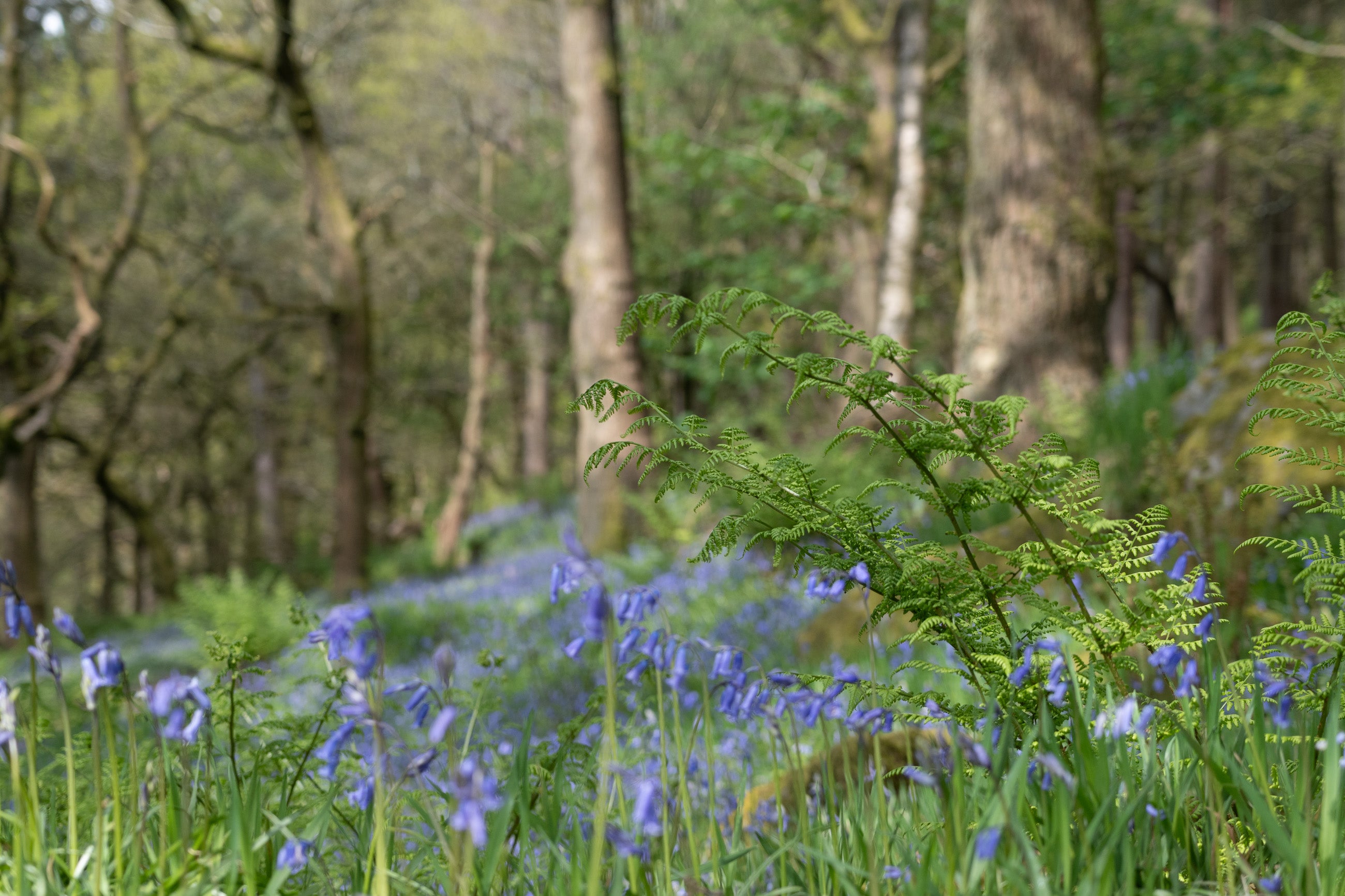 bluebells Hardcastle Crags