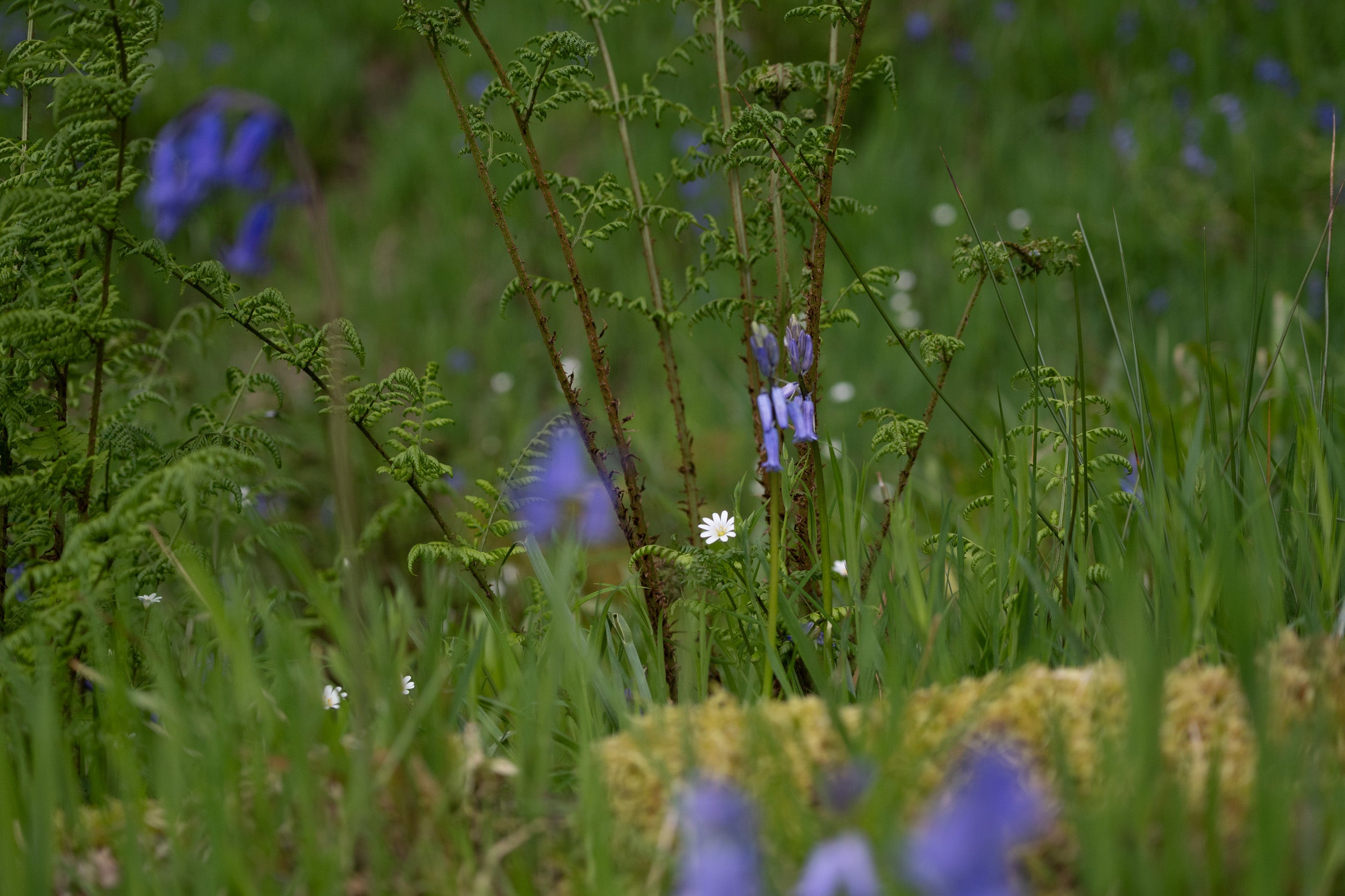 bluebells Hardcastle Crags