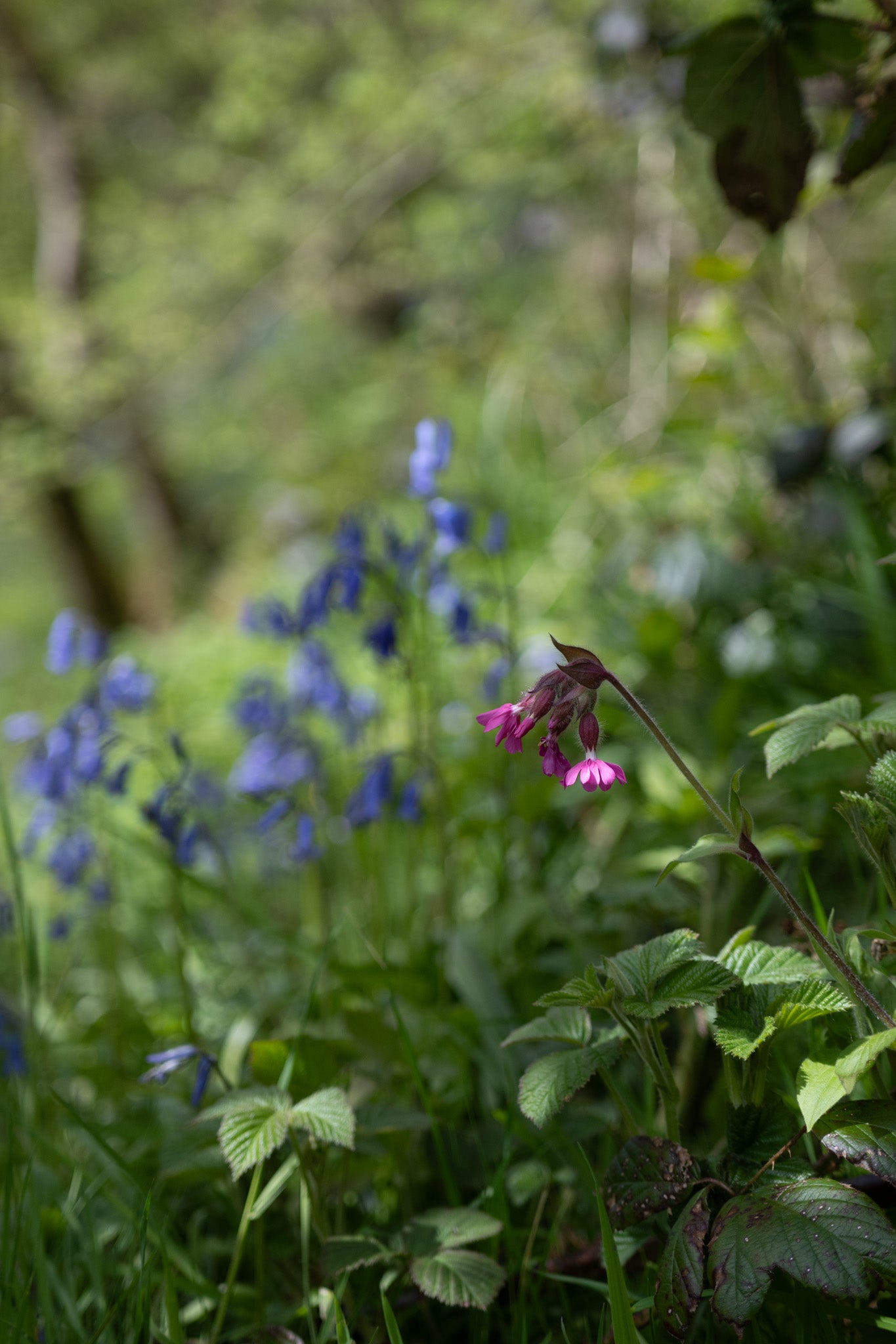 bluebells Hardcastle Crags