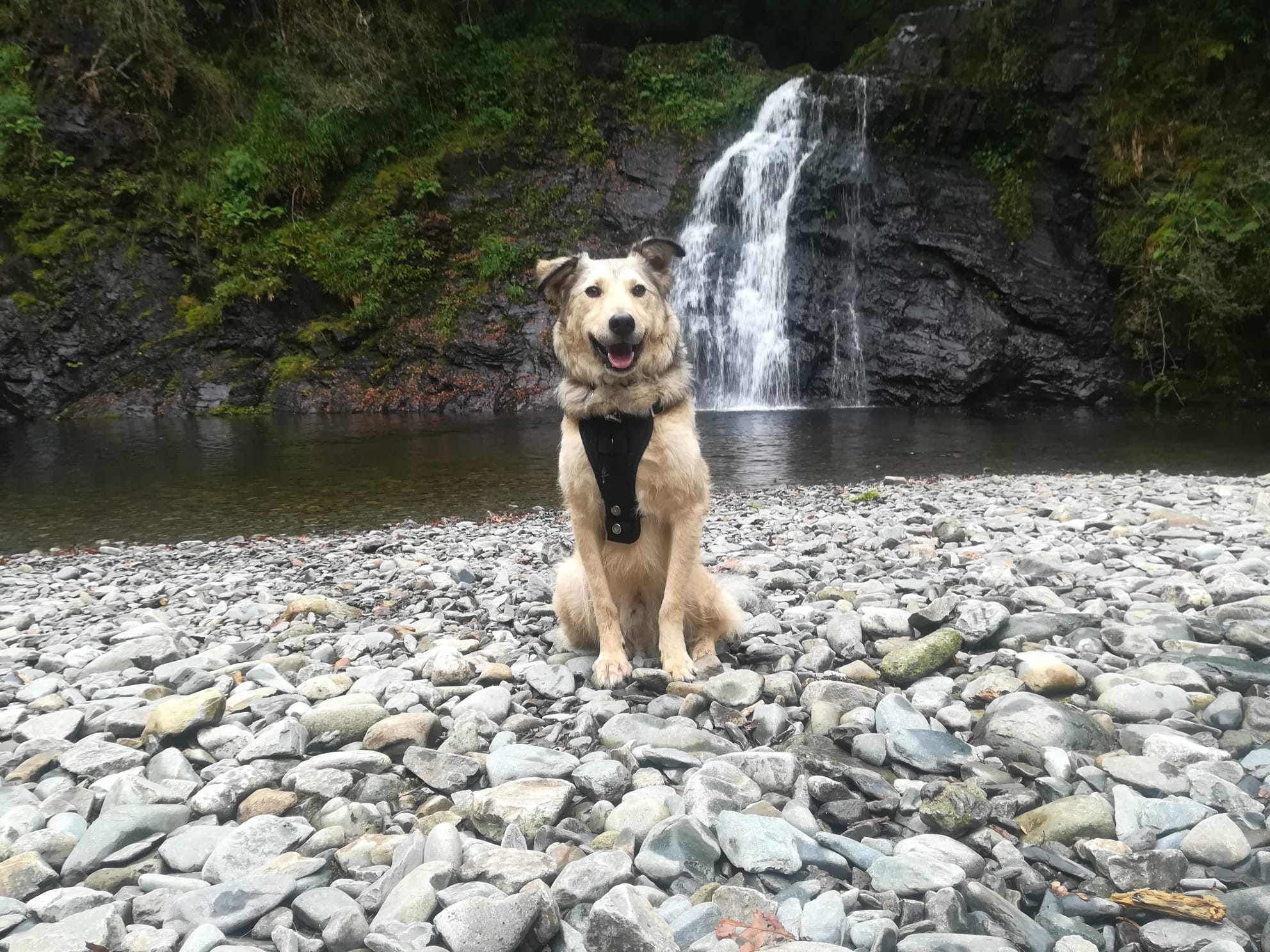 Moon dog at Rhaeadr Ddu waterfall, Coed Felenrhyd