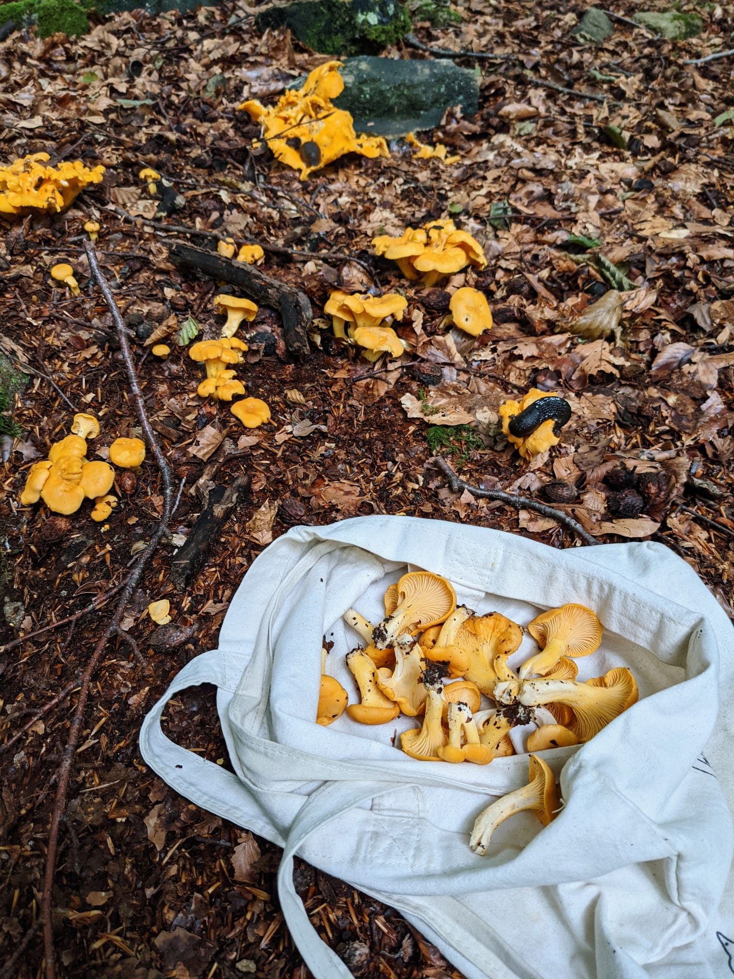 foraging for chanterelles
