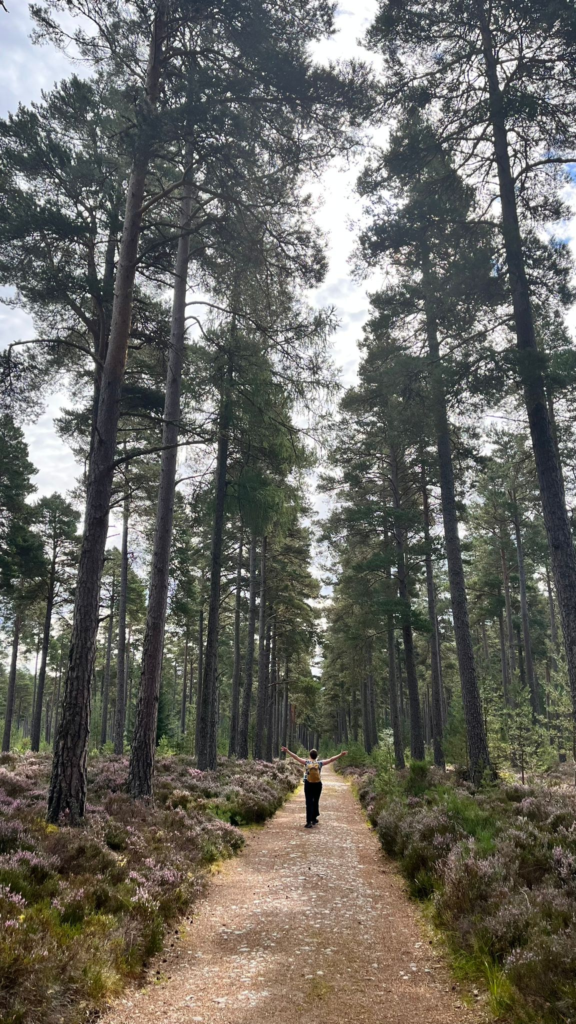 In the tall pines near Ballater