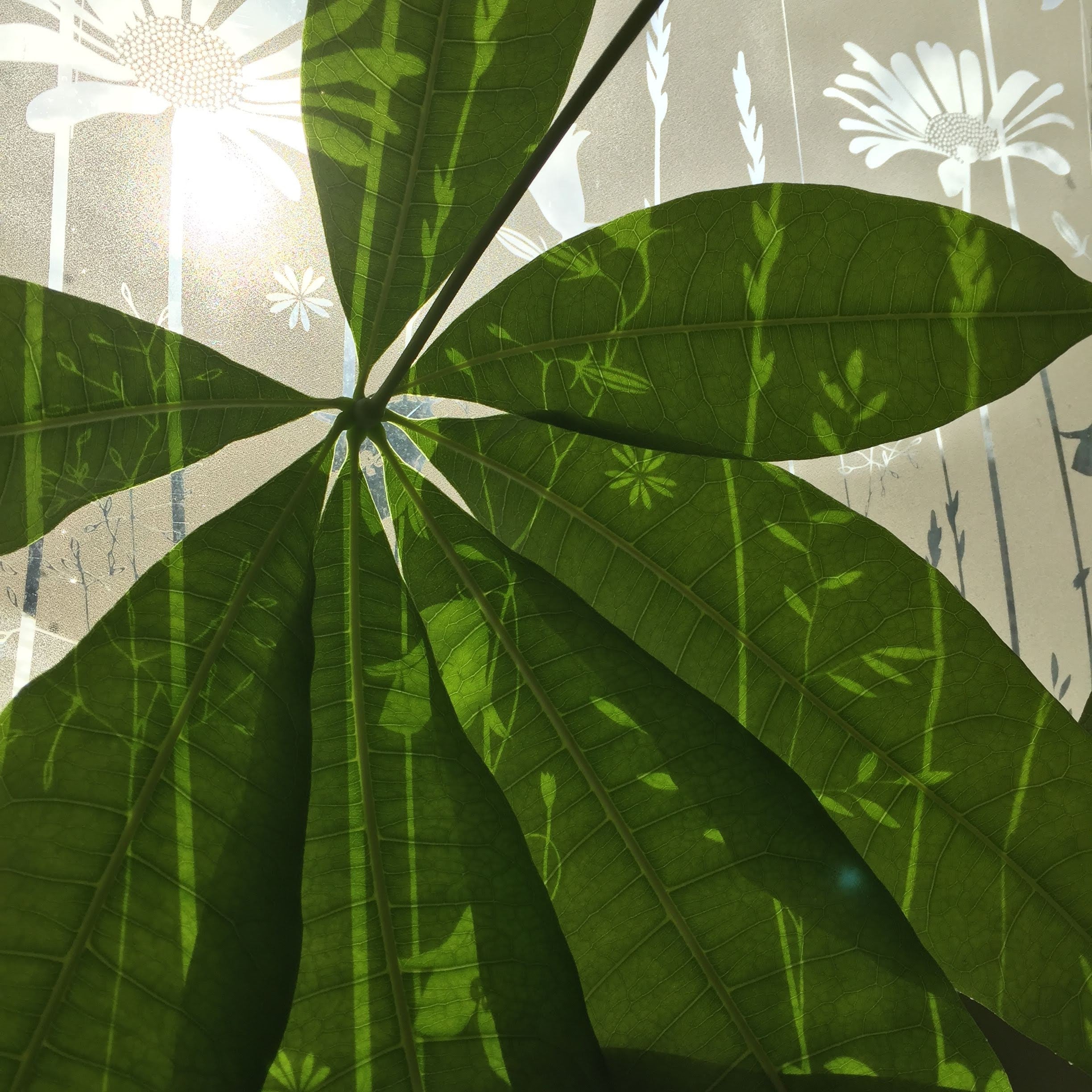 Hannah Nunn daisy meadow window film creating silhouettes on the leaves of a houseplant