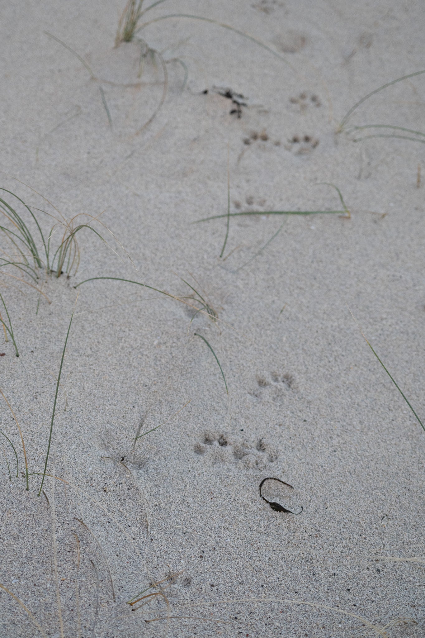 otter tracks on the beach in Iona