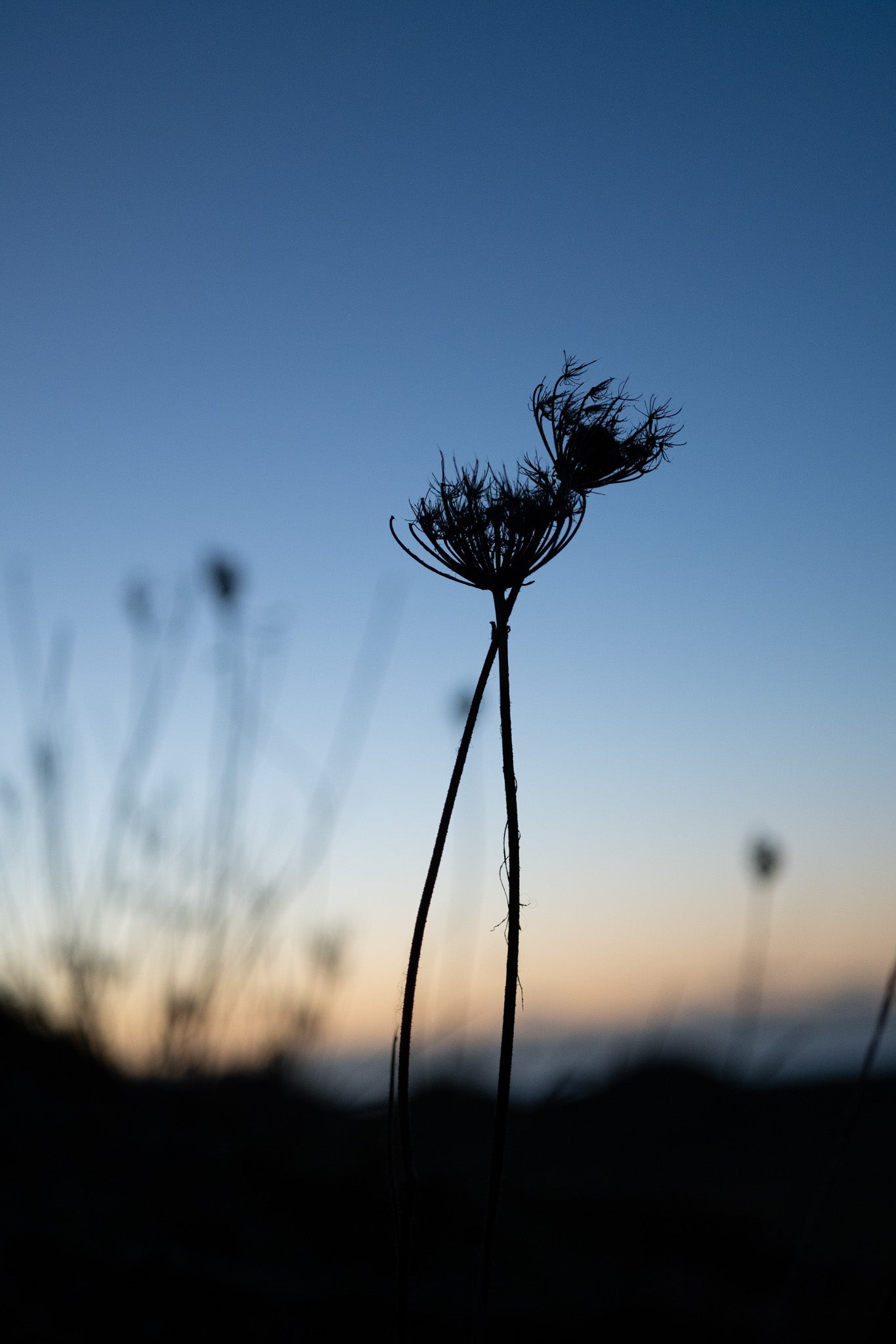 wild carrot silhouette on Iona machair