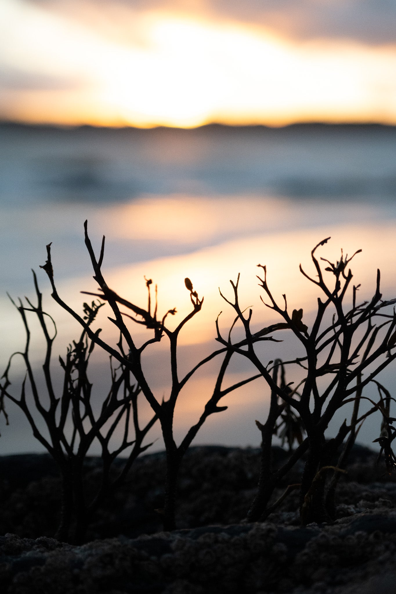 seaweed sunrise