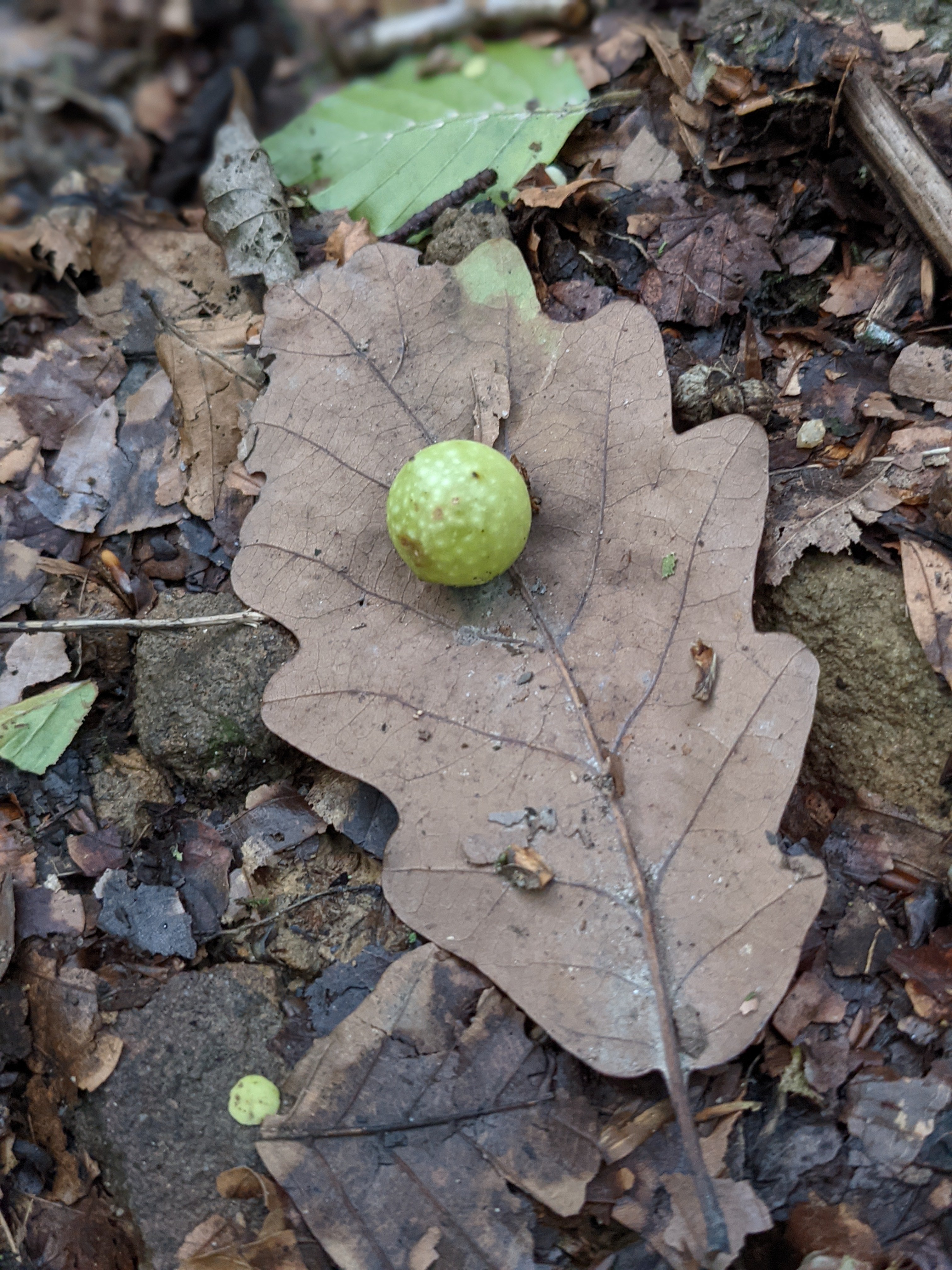 oak apple gall on a leaf
