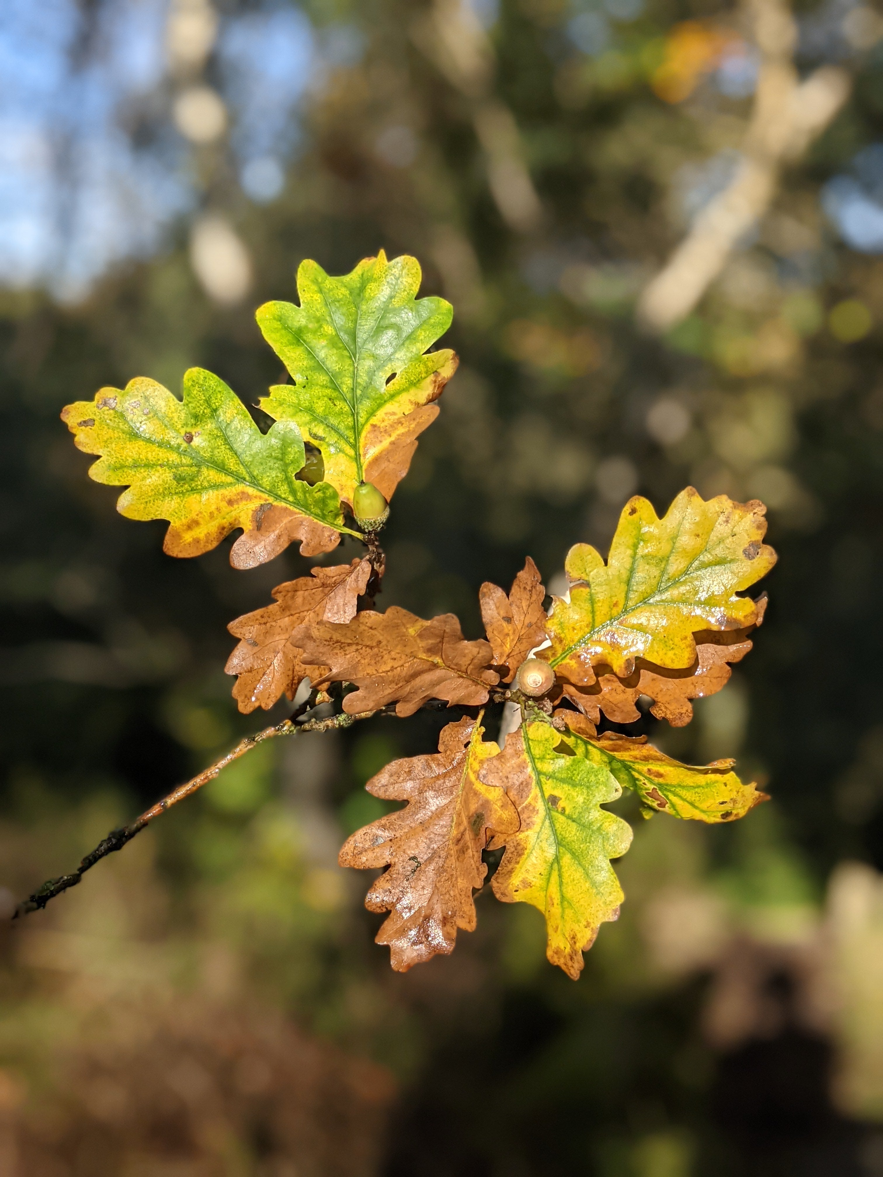 autumnal oak leaves
