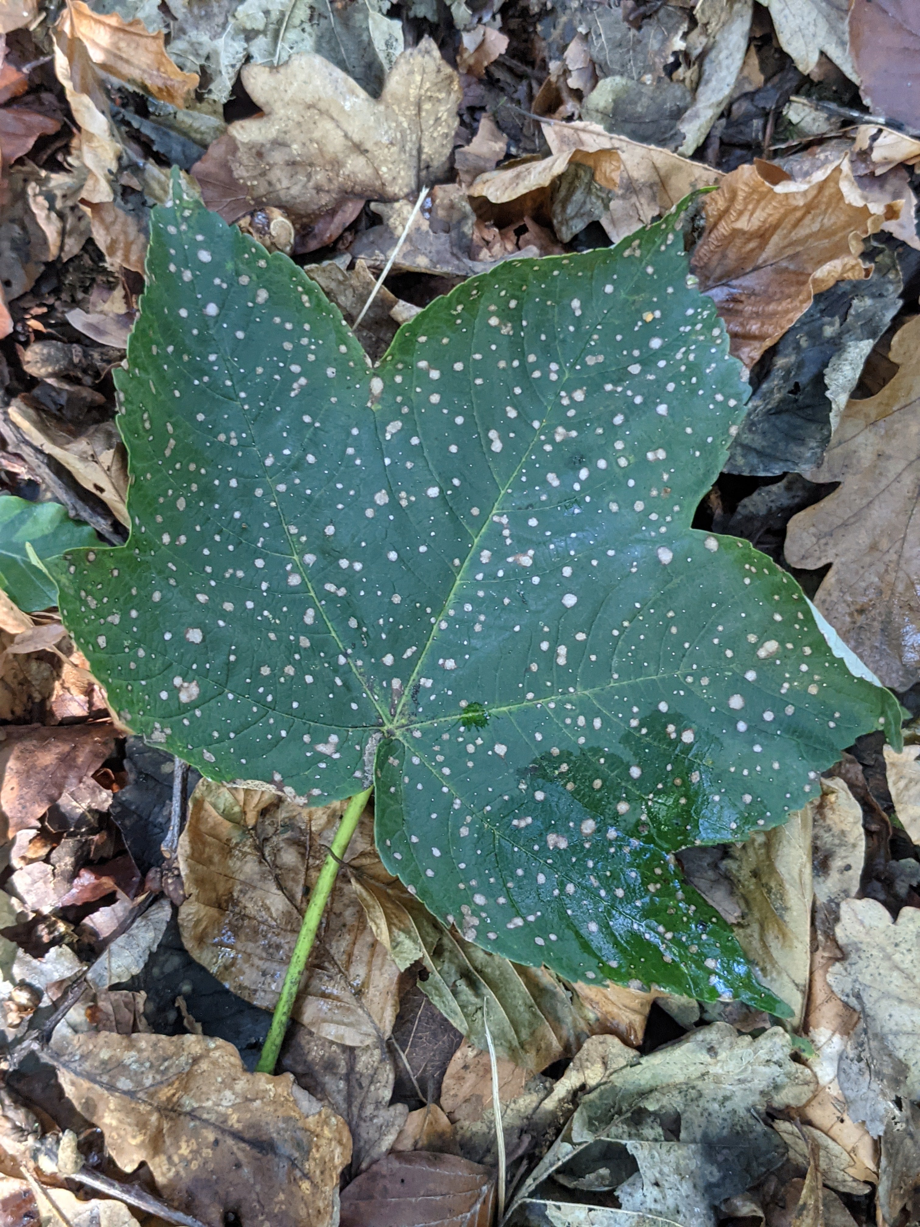star spangled sycamore leaf