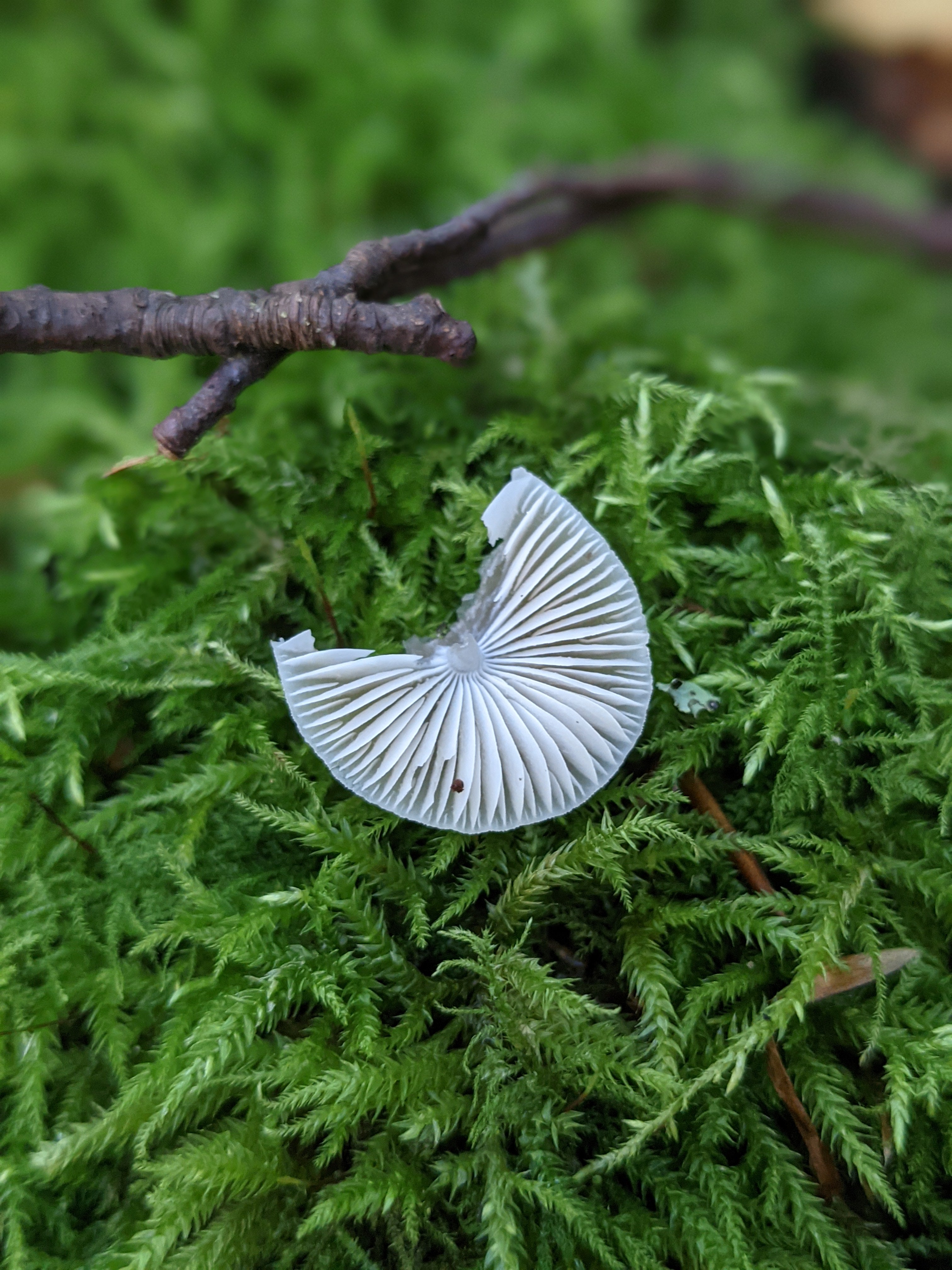 fungi gills on the moss