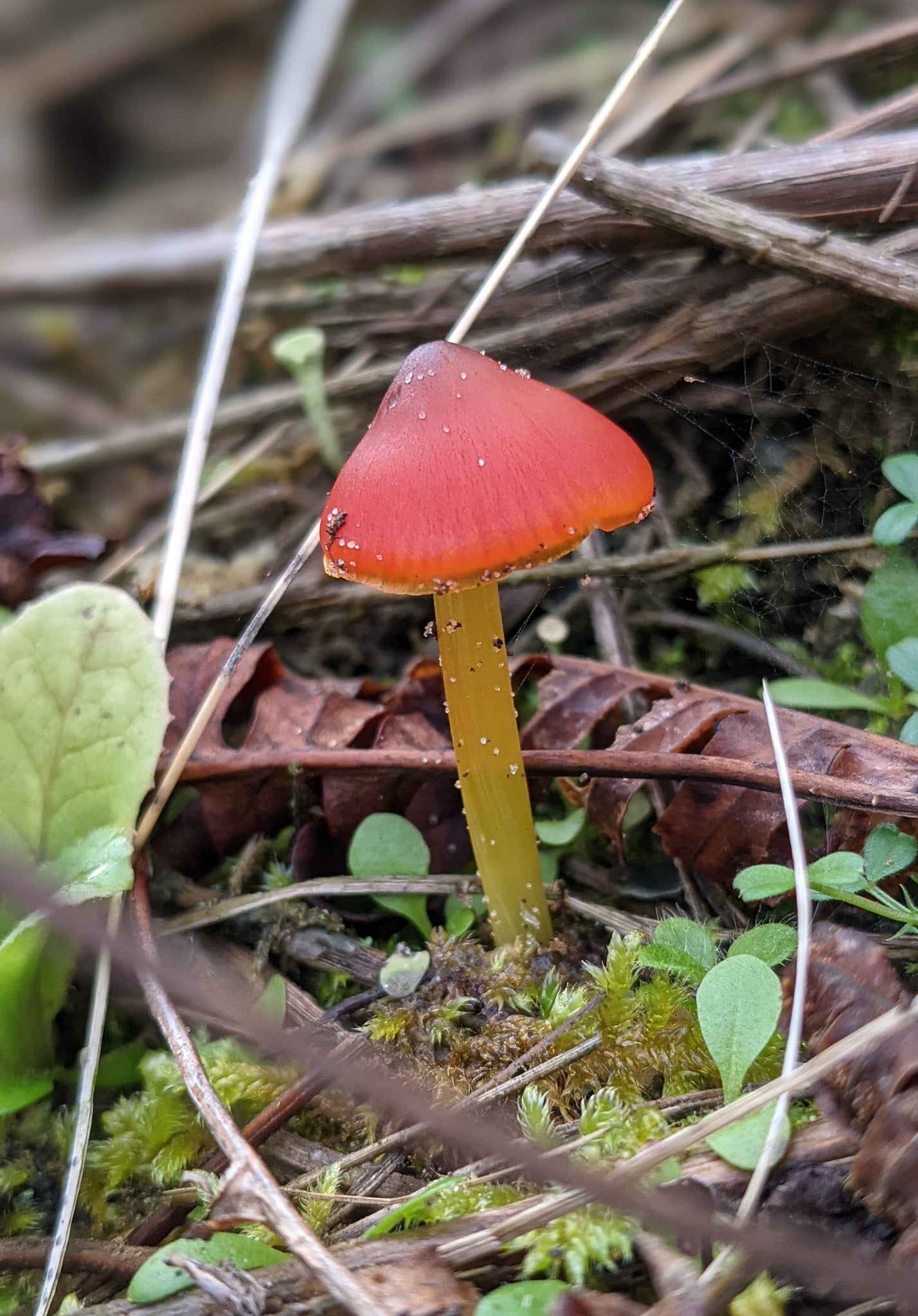 blackening waxcap