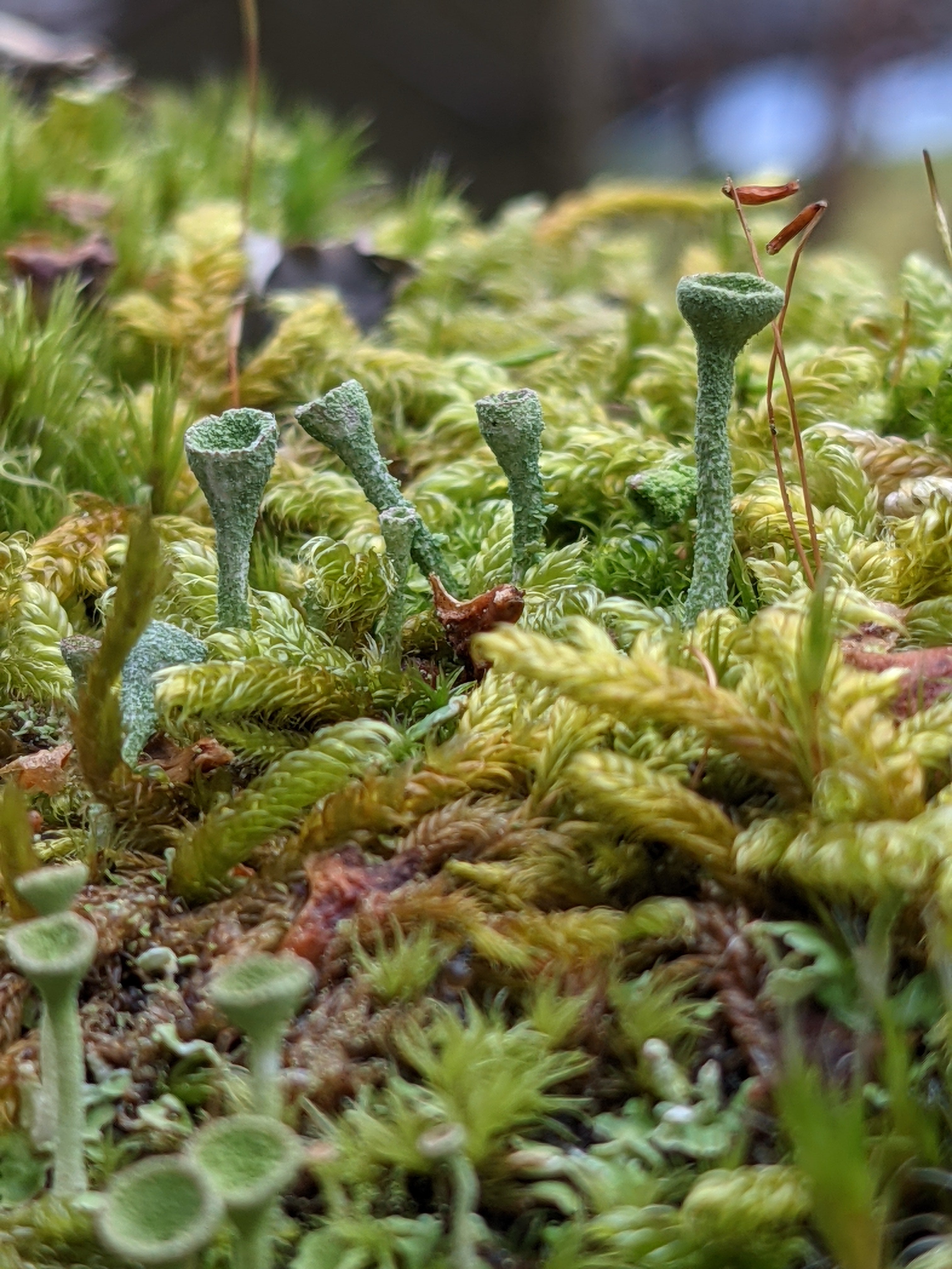 pixie cup or trumpet lichen