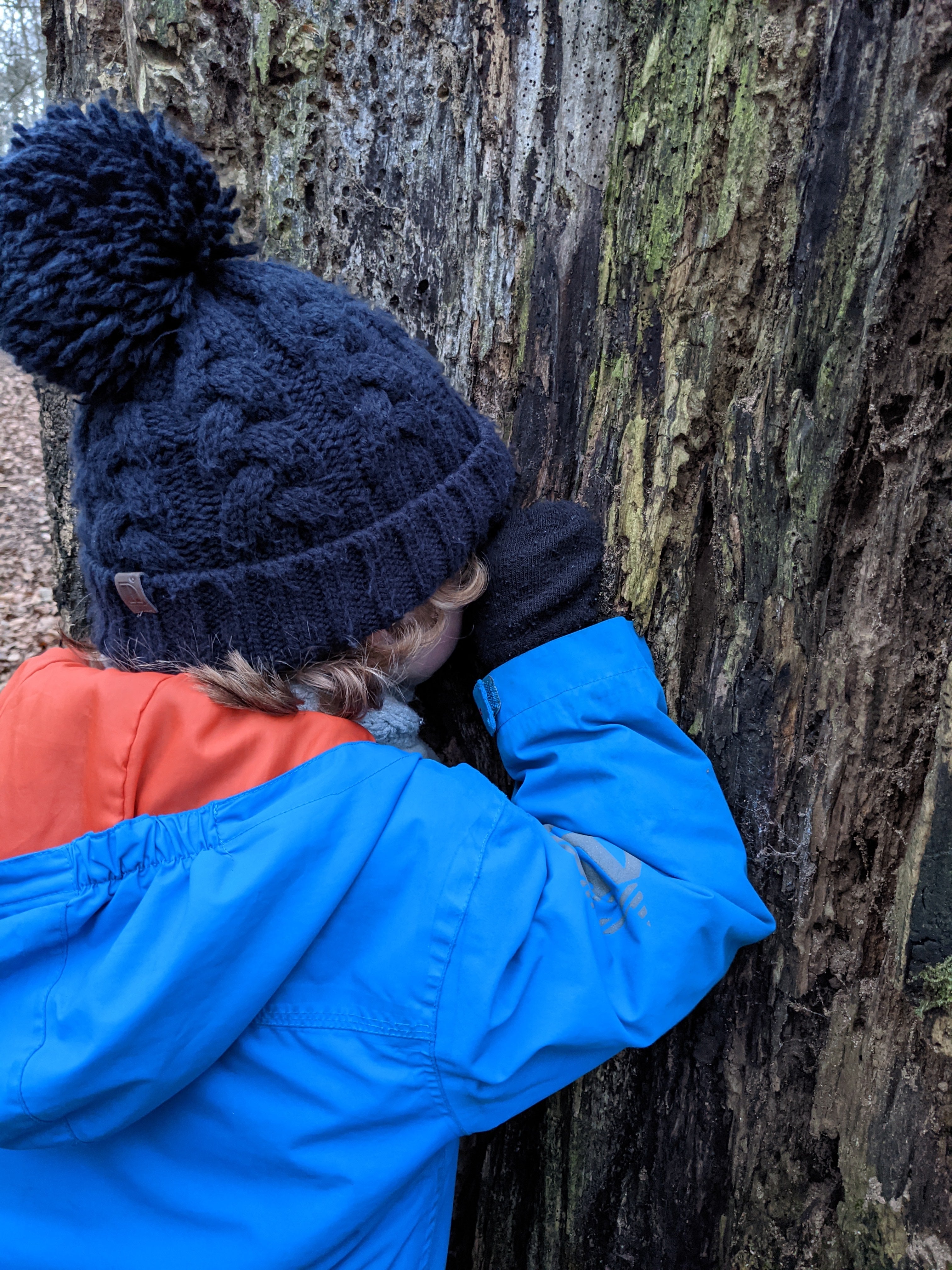 boy looking up close at an exposed tree trunk