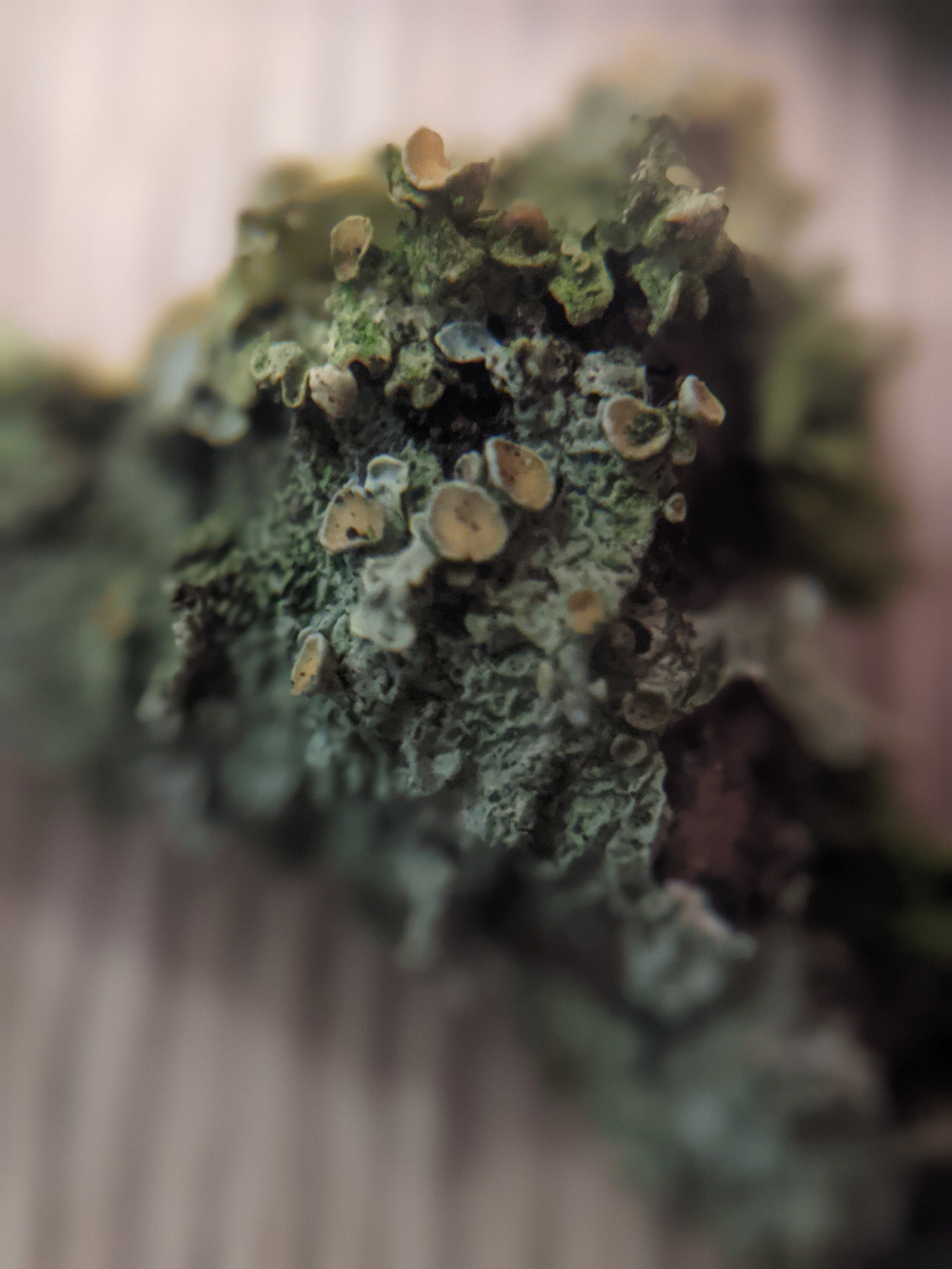 up close at lichen