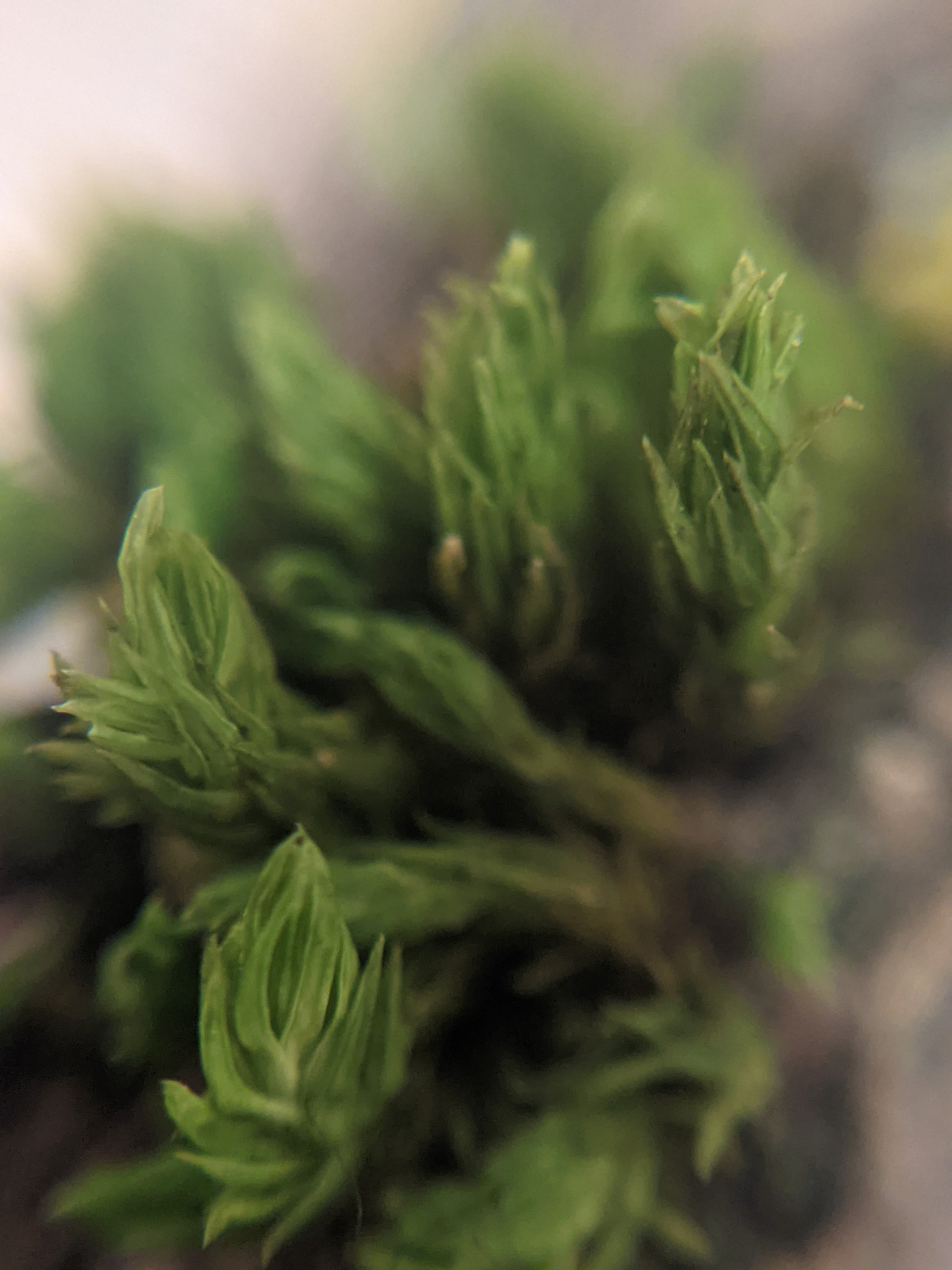 up close at the moss