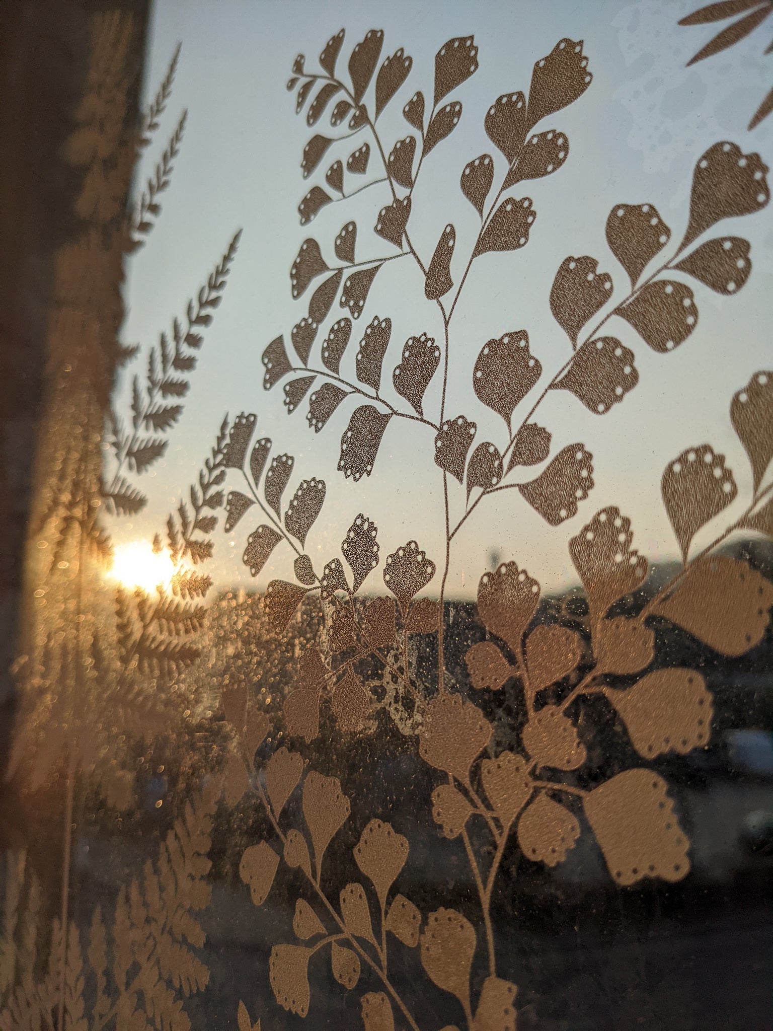 Fern window film by Hannah Nunn