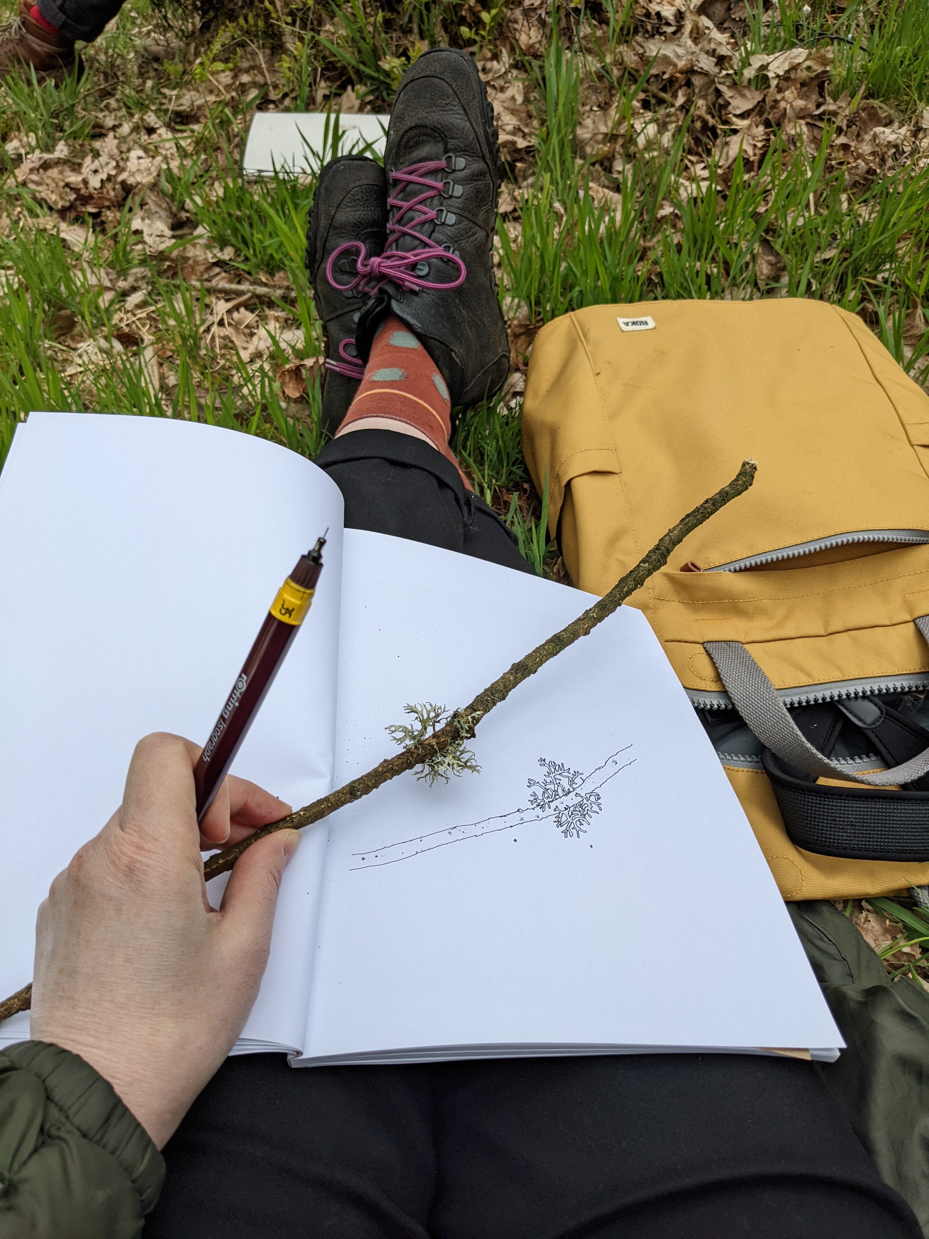 sketching lichen in the woods