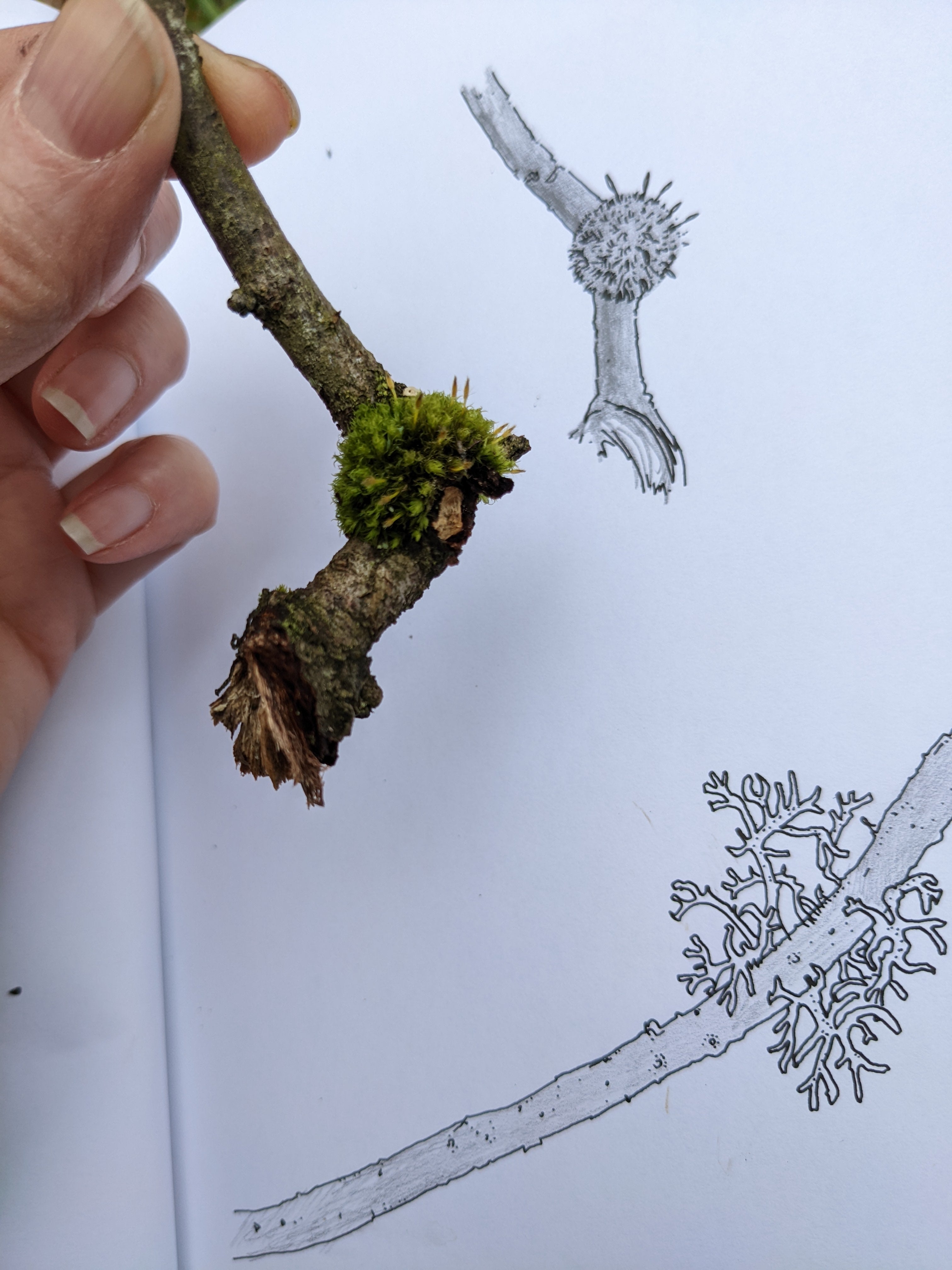 drawing moss and lichen