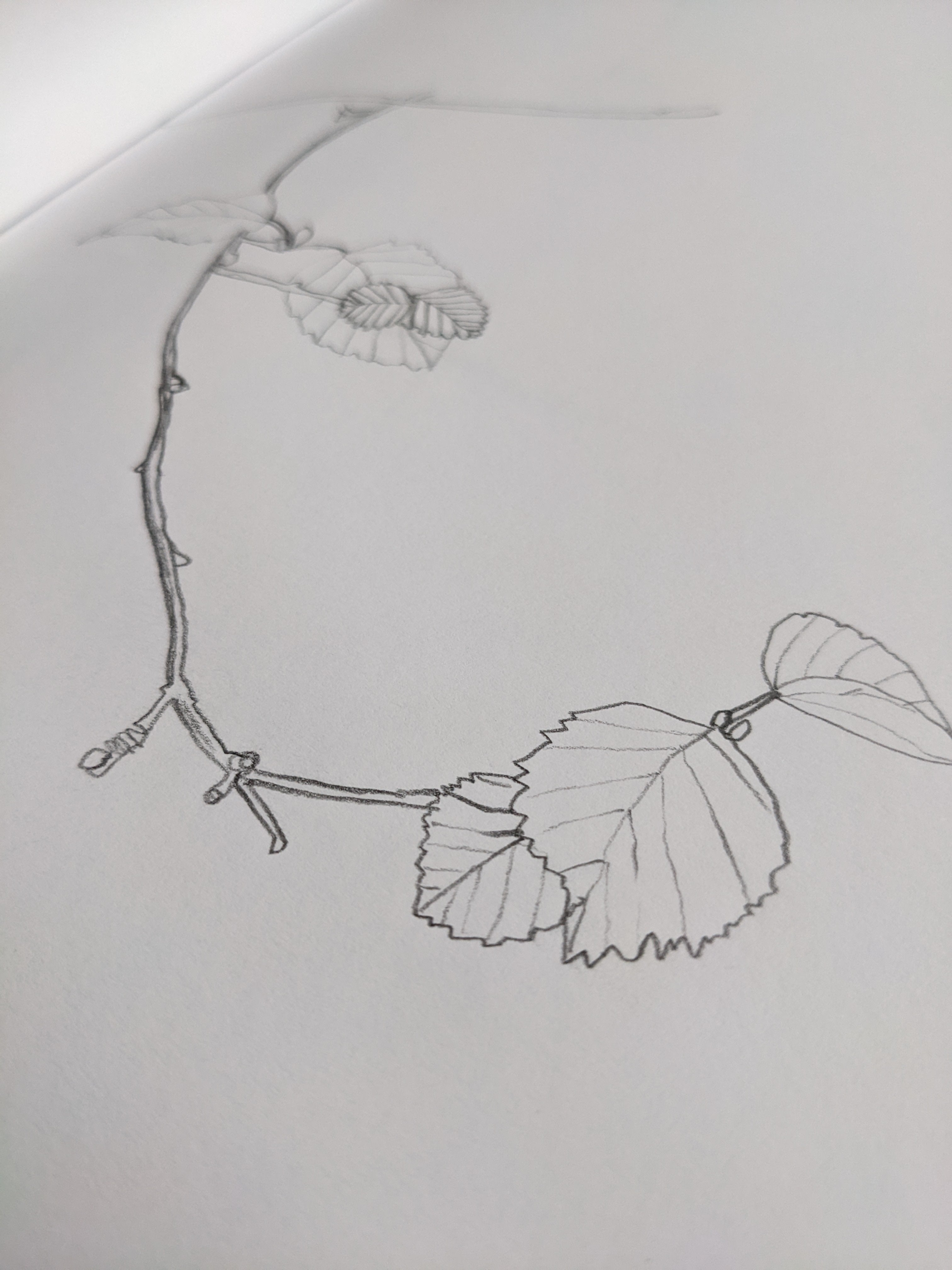 drawing new birch leaves