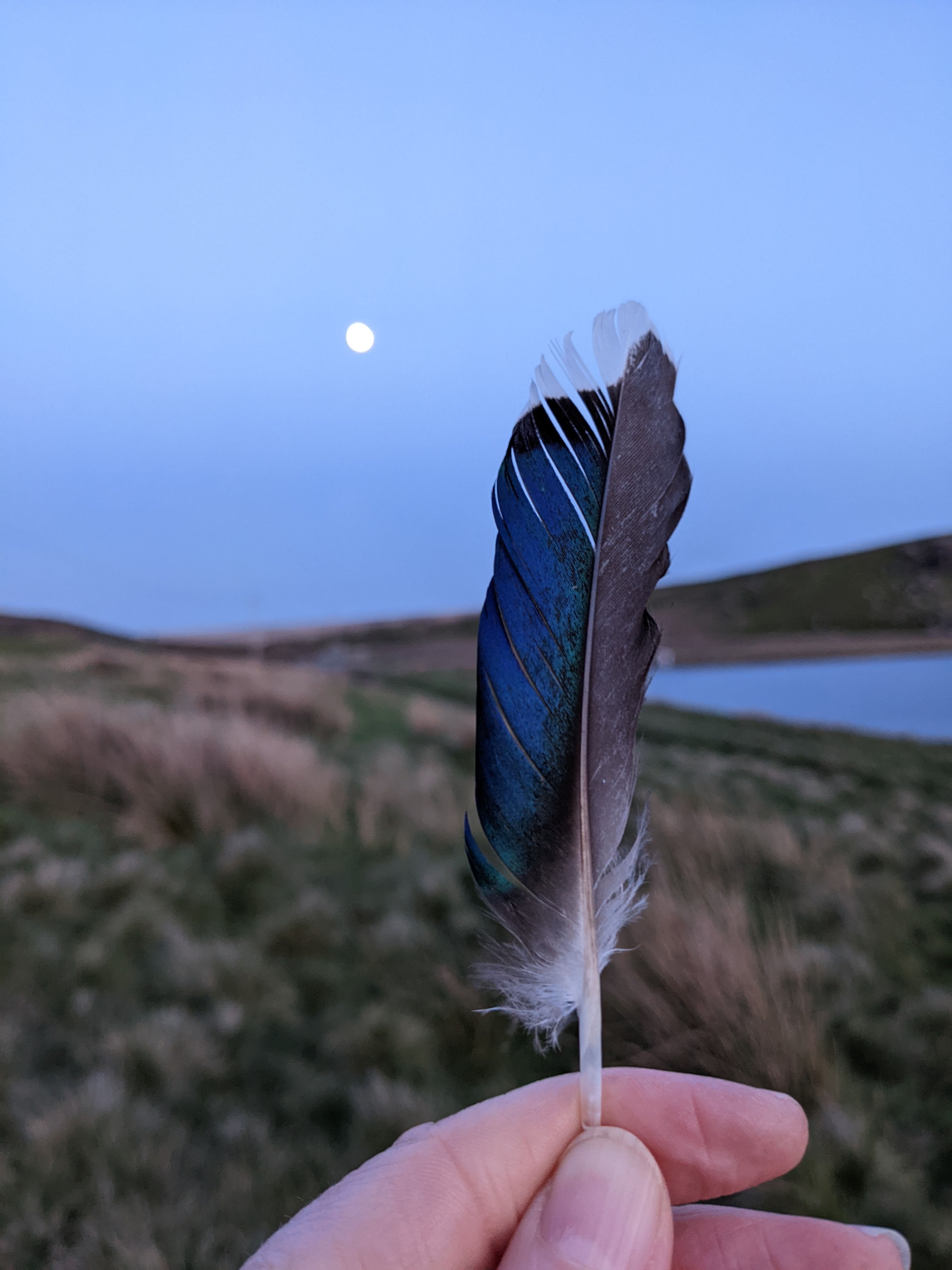 a mallard feather and a full moon