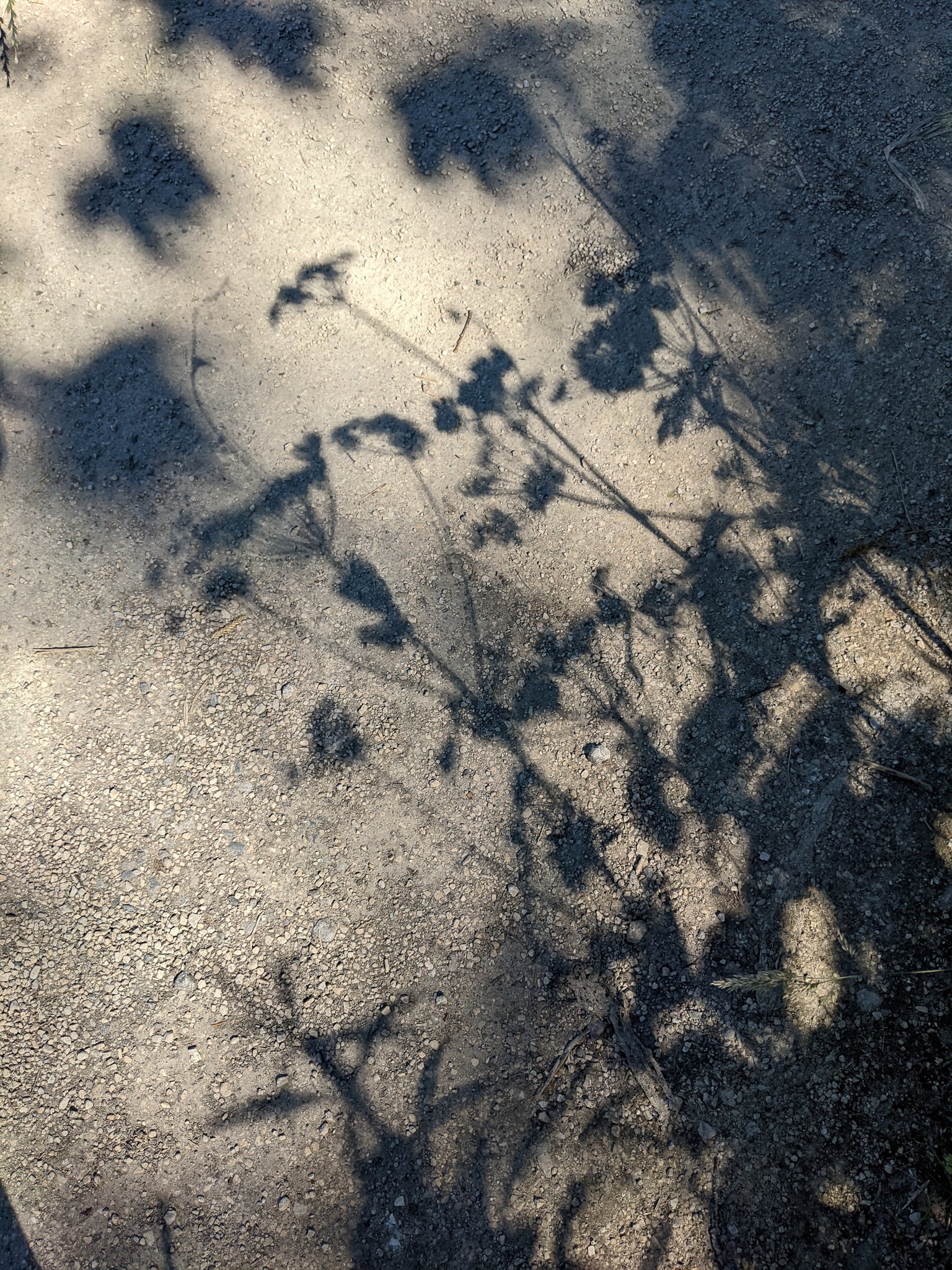 hogweed shadows
