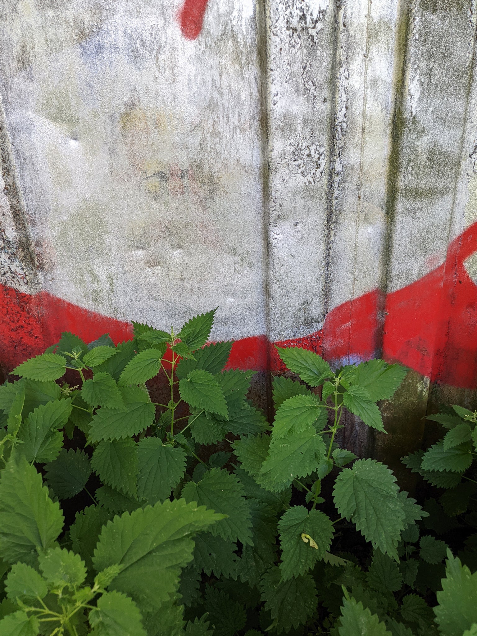 nettles and red spray paint