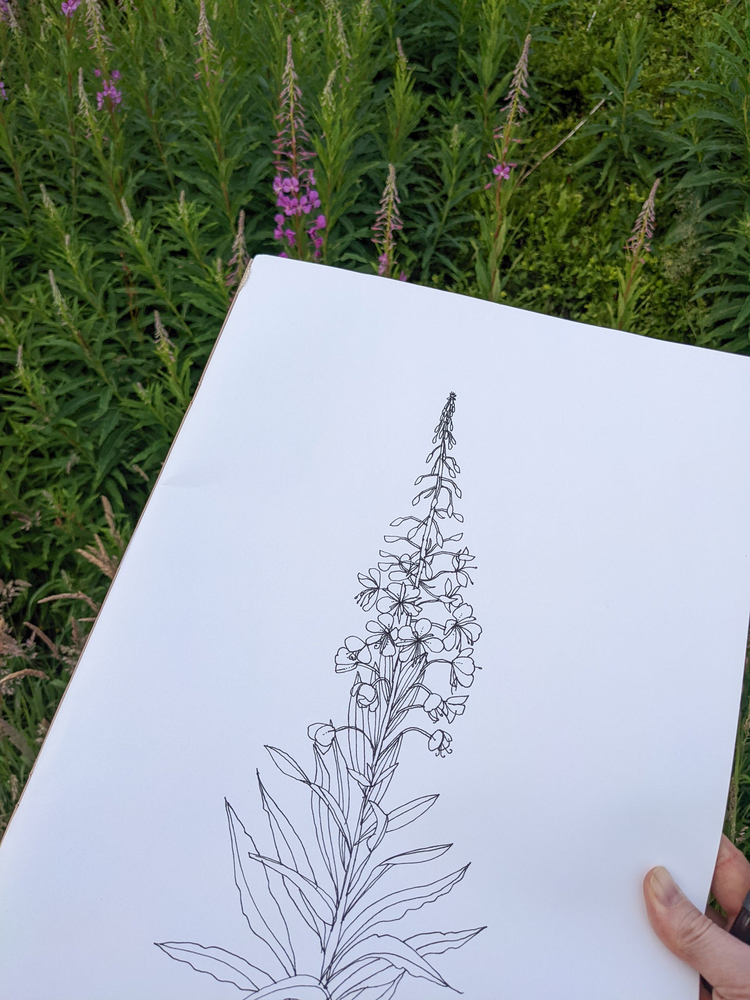 drawing rosebay willowherb