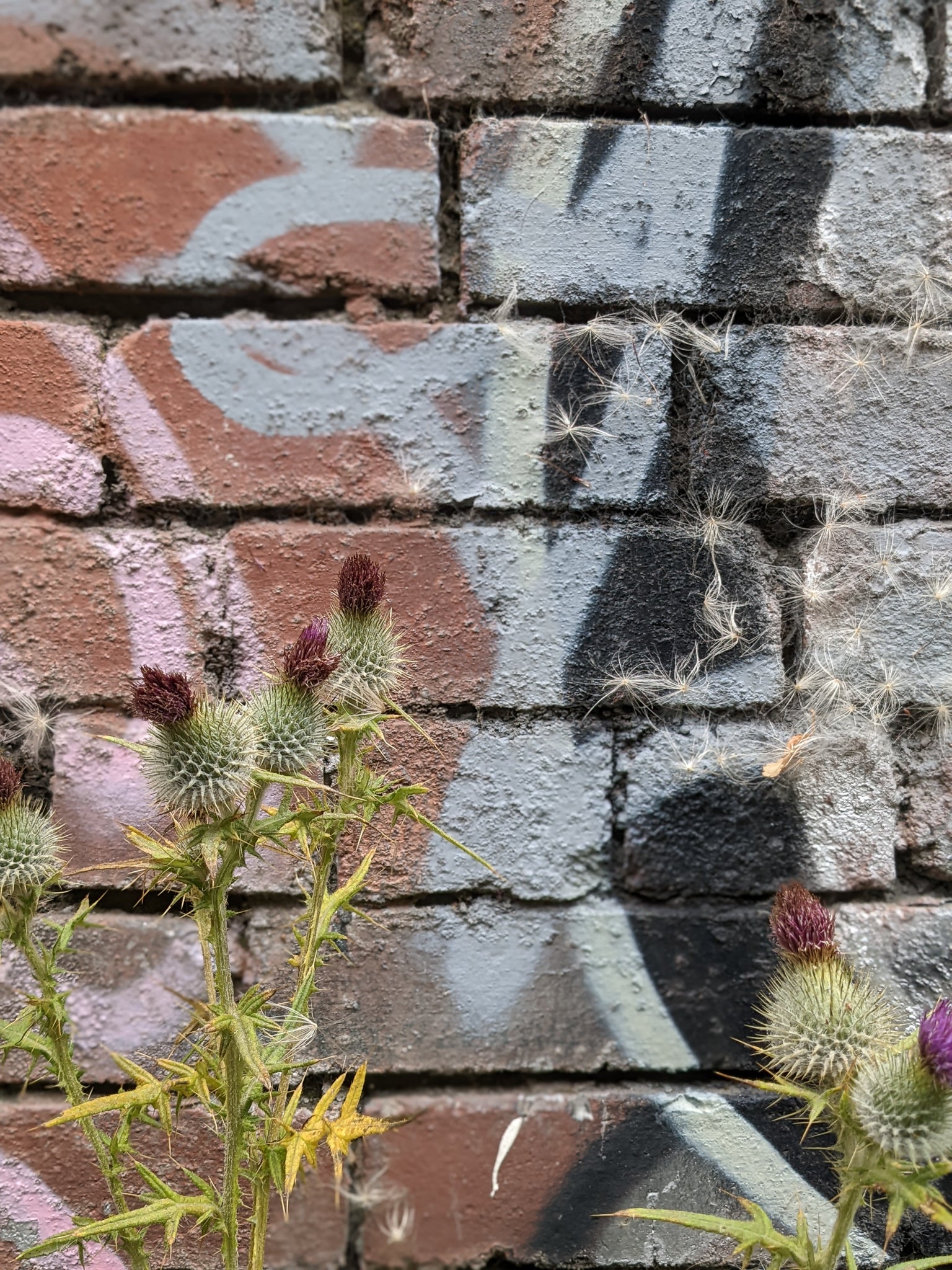 Thistles and spray painted bricks