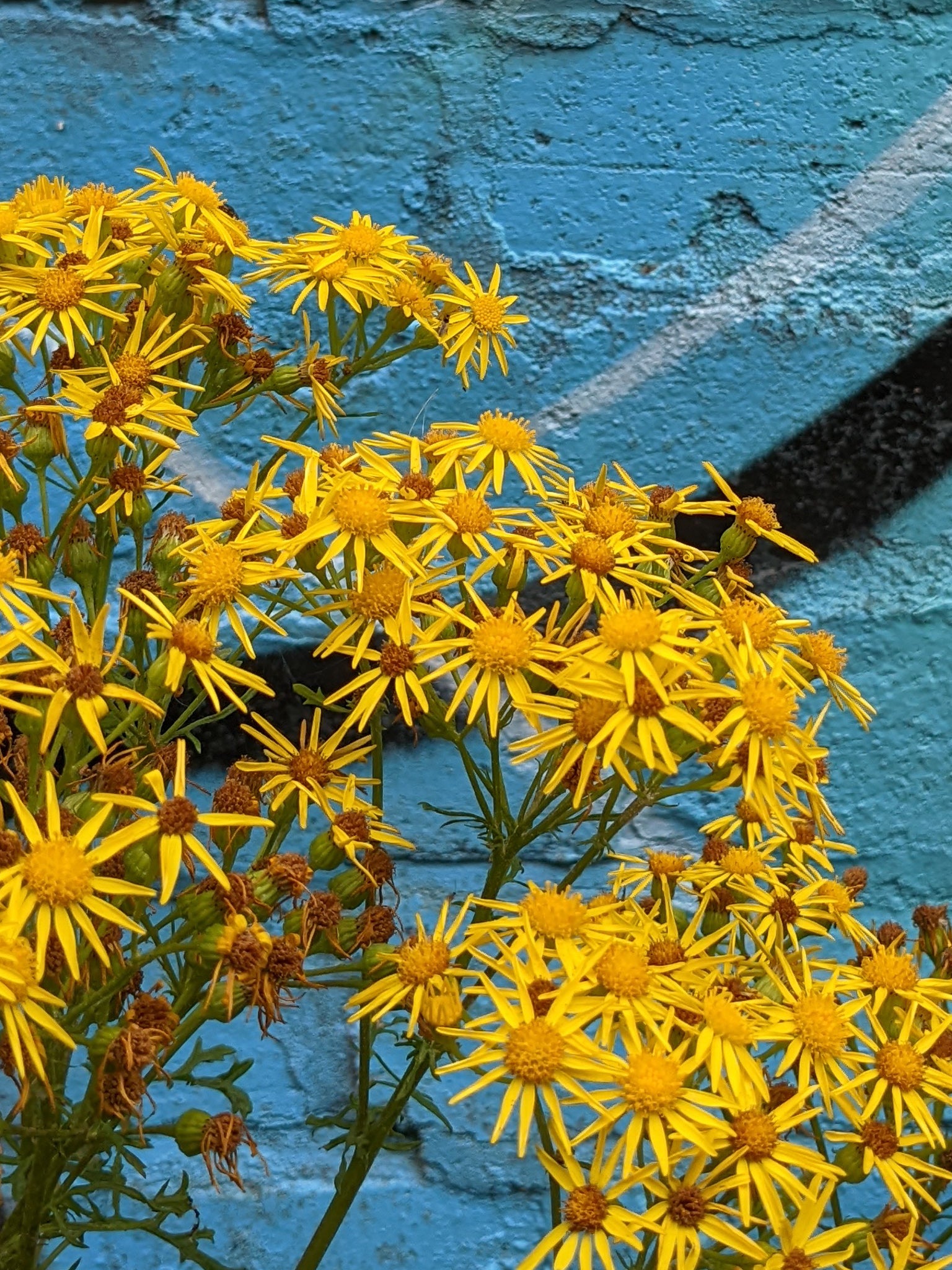ragwort and blue spray paint on the tow path in Hebden Bridge