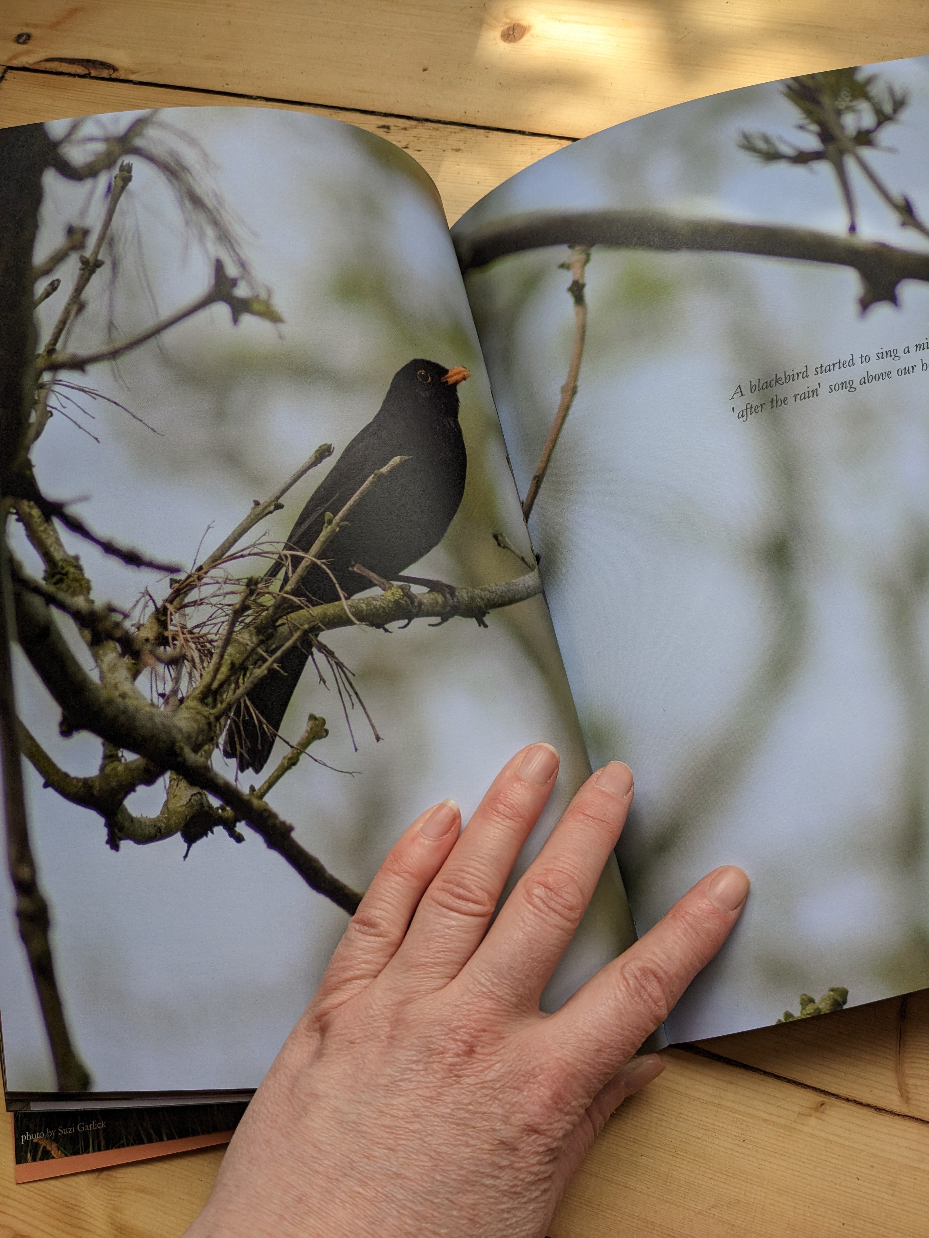 a blackbird in a sycamore tree by Hannah Nunn