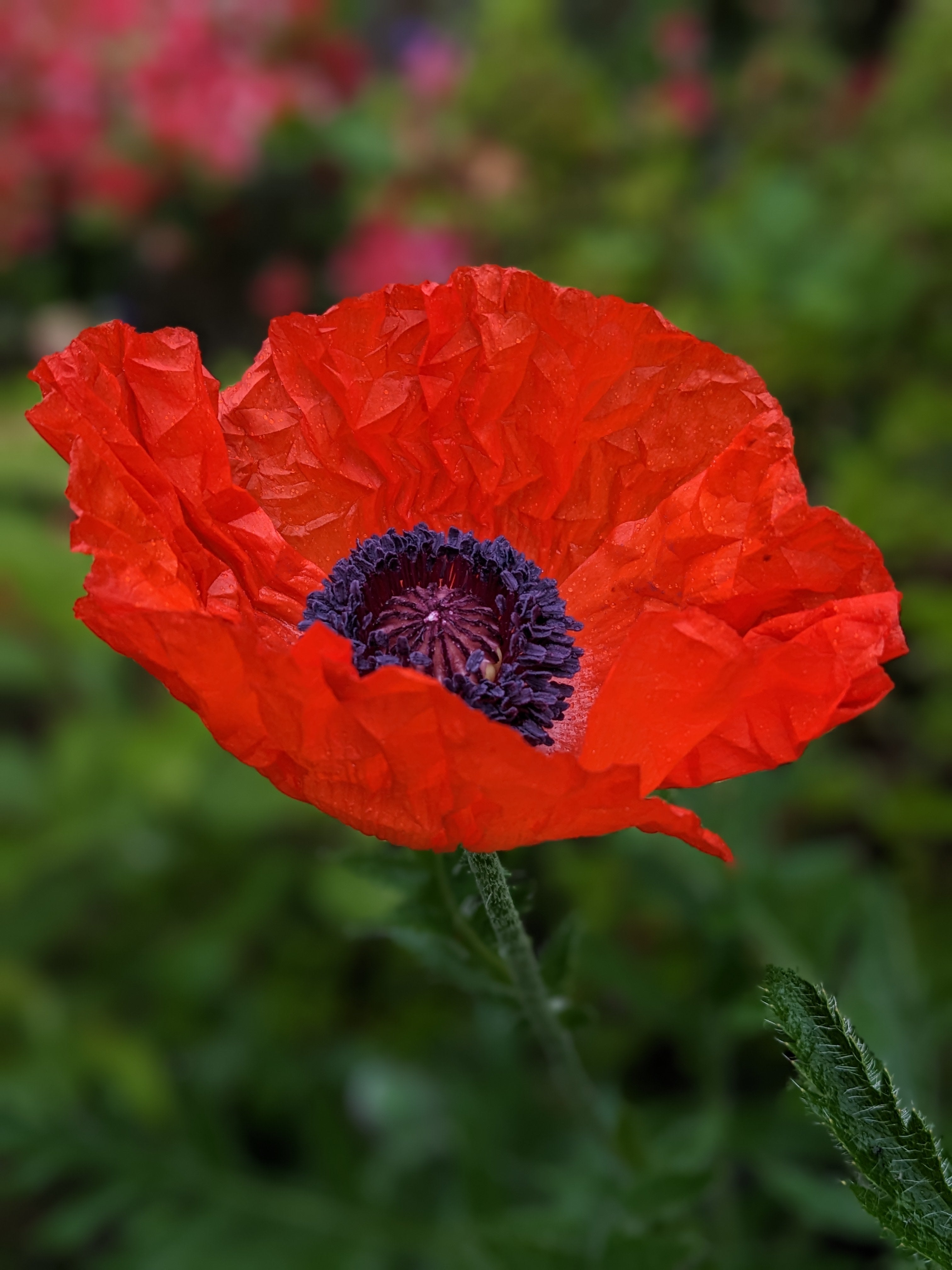 freshly opened red poppy with crinkly petals