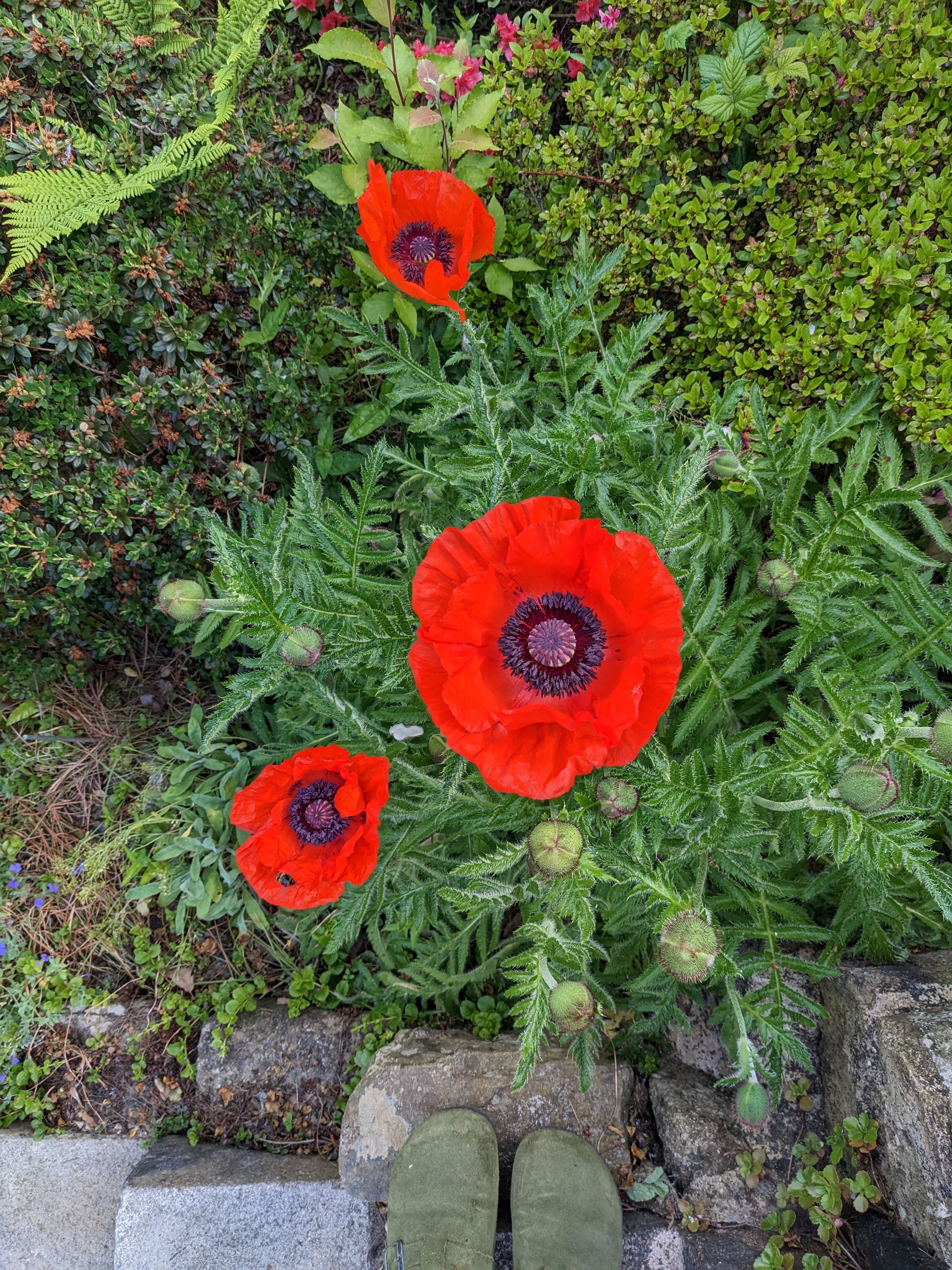 red poppies