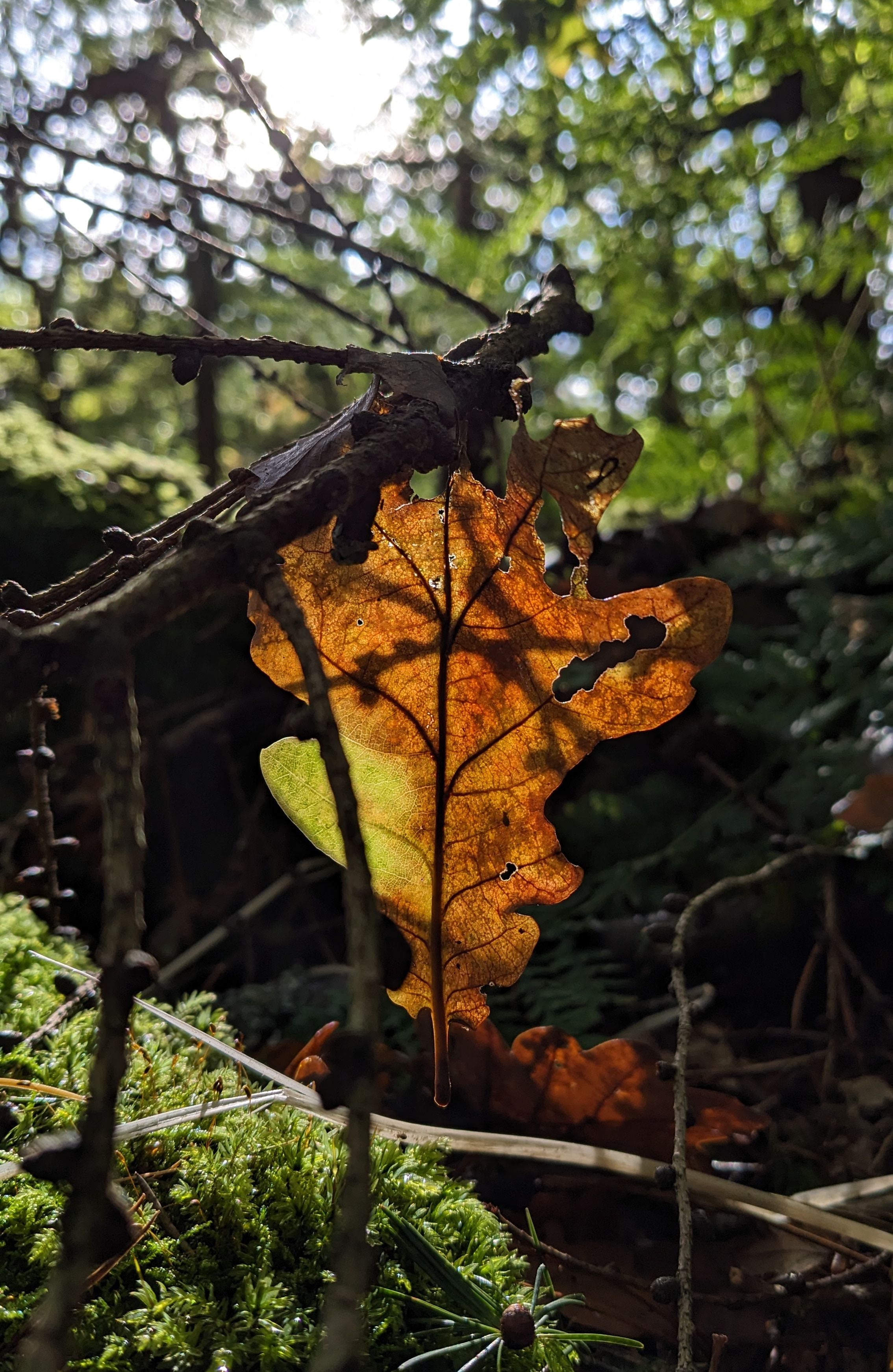 autumnal light through an oak leaf