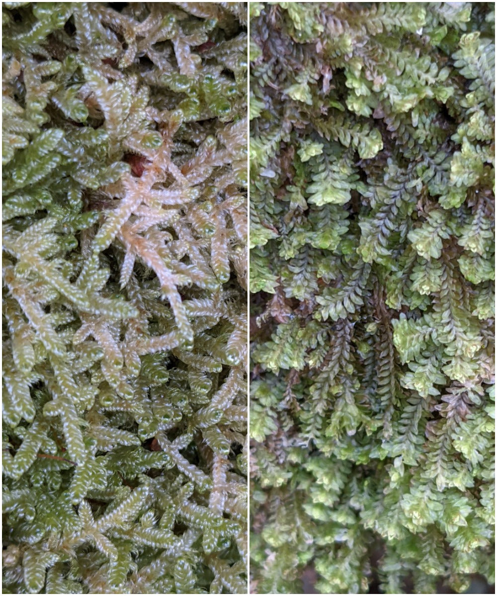 moss pattern