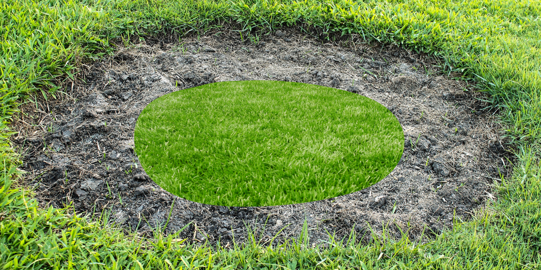 Circle in the grass