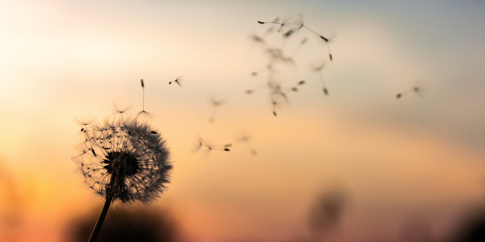 Dandelion in sunset