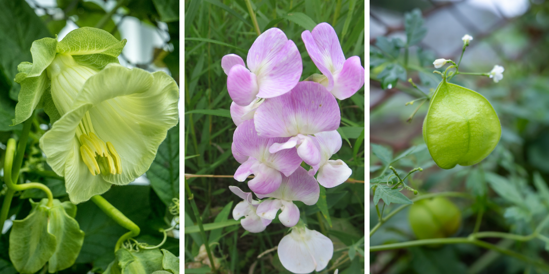 Cup and saucer vine, Sweet pea vine, Love in puff vine