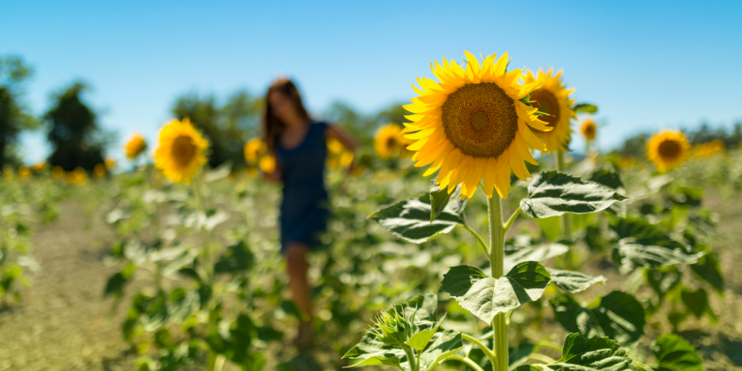 In the Sunflower Field